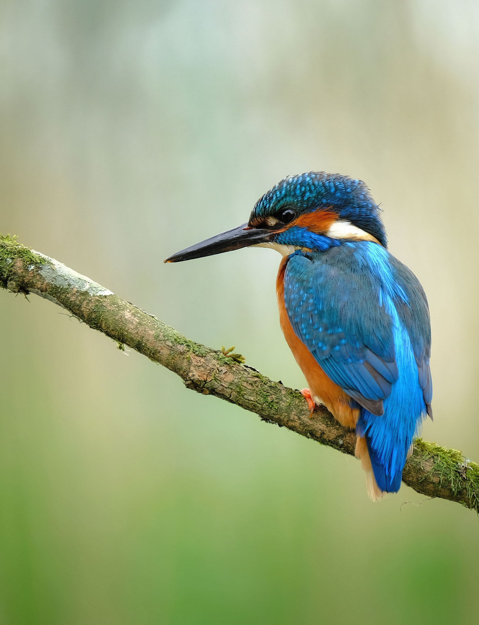 Fujifilm XF 100-400mm F4.5-5.6 R LM OIS WR sample photo. Kingfisher photography