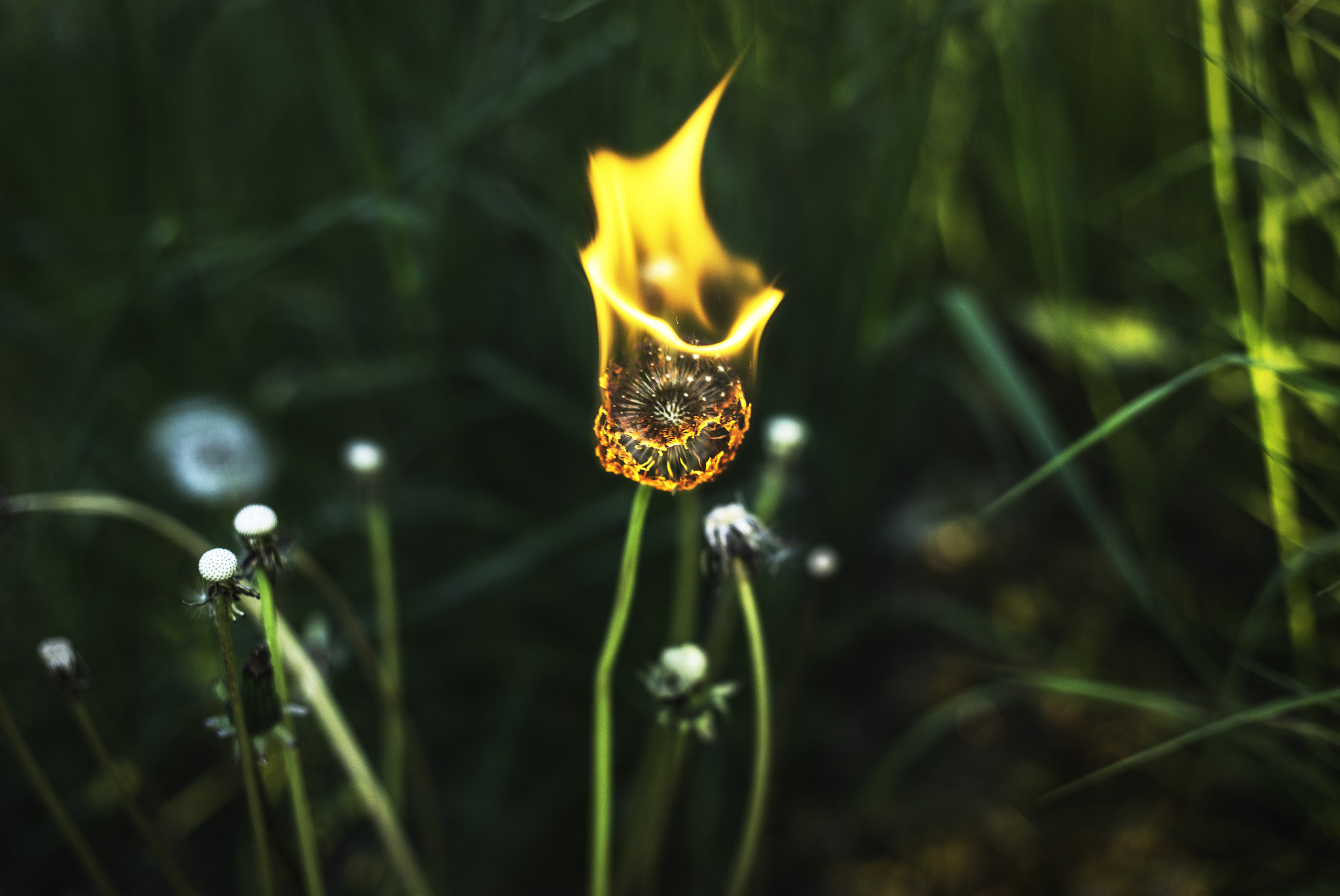 Canon EOS 6D + Canon EF 50mm f/1.8 sample photo. Burning dandelion photography