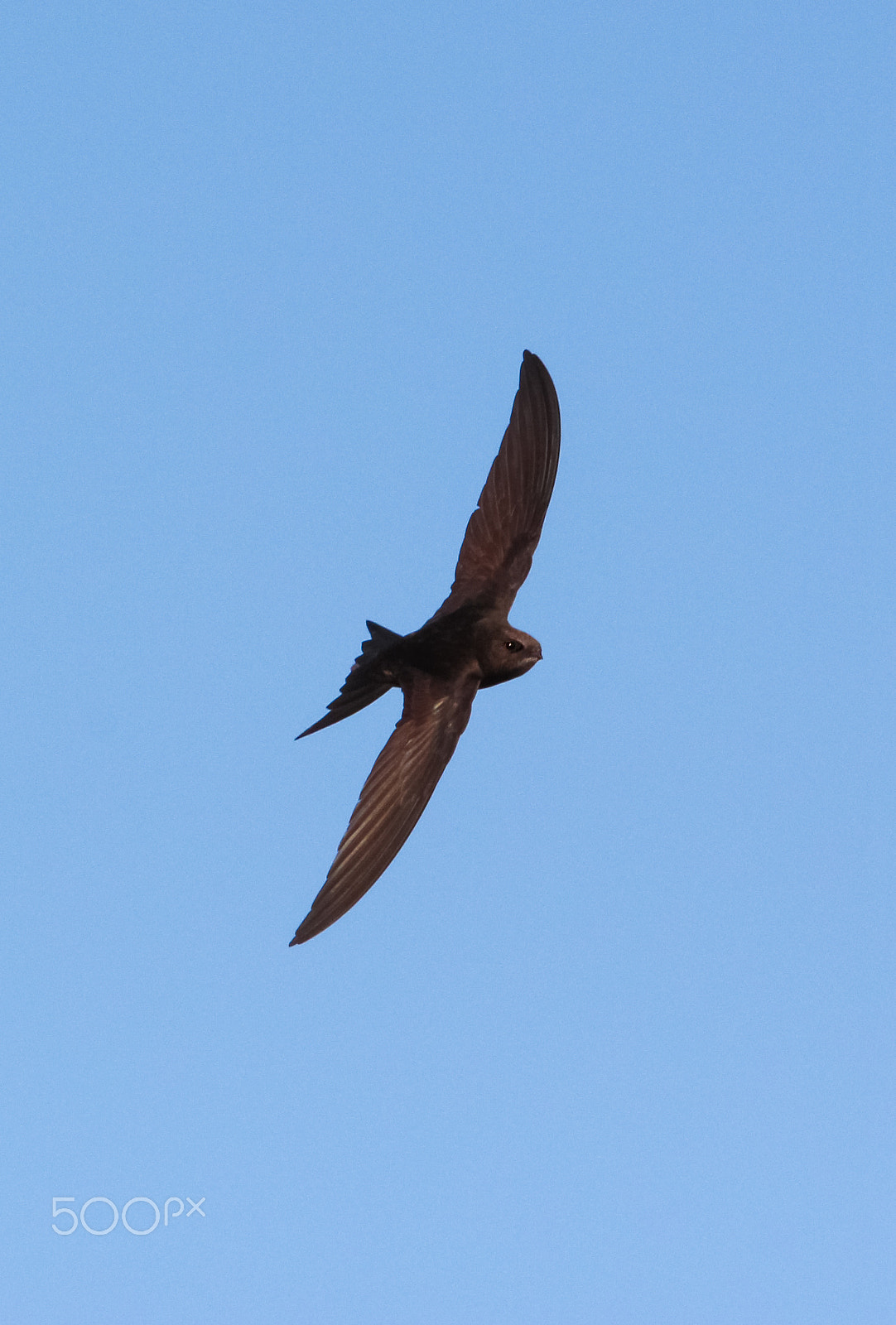 Sigma 150-500mm F5-6.3 DG OS HSM sample photo. Swift photography