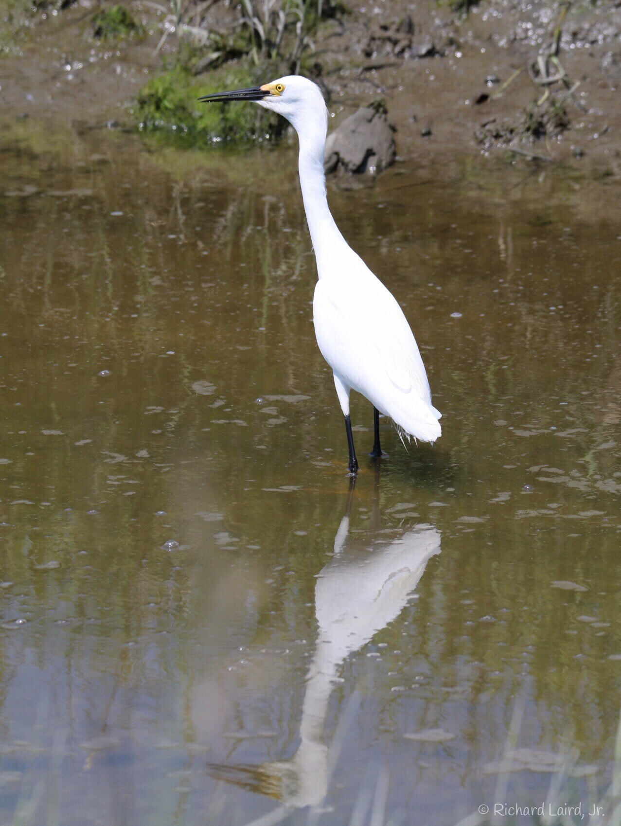 Canon 150-600mm F5-6.3 DG OS HSM | Sports 014 sample photo. Snowy egret photography