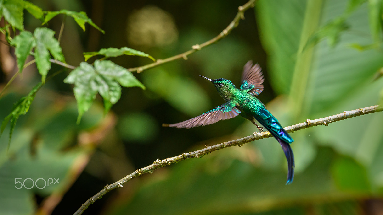 Nikon AF-S Nikkor 500mm F4E FL ED VR sample photo. Long tailed sylph takes off photography