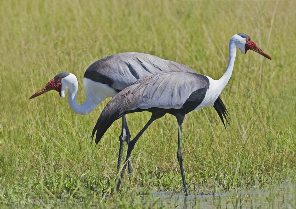 Types of Cranes Birds - Wattled Crane