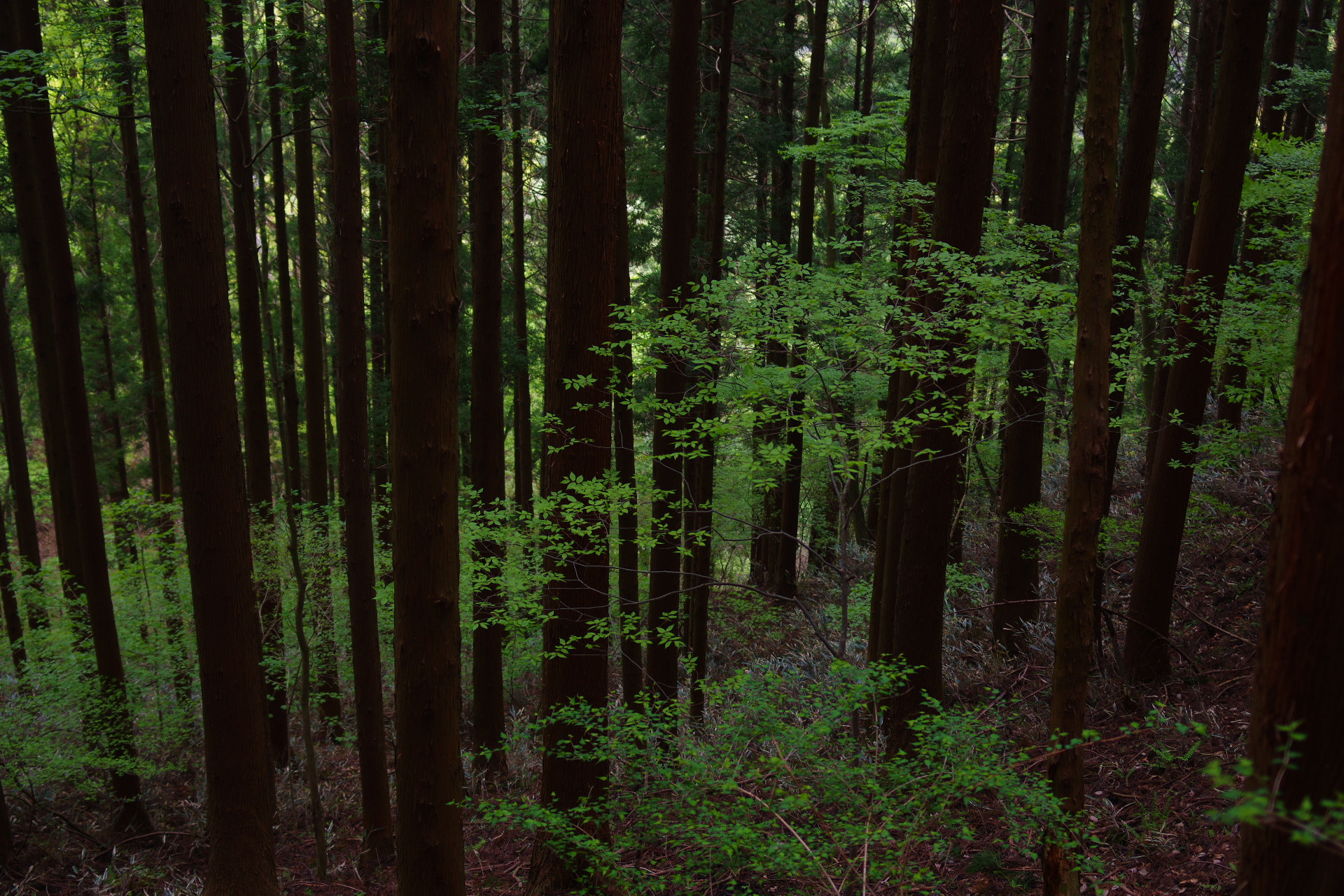 Pentax K-3 sample photo. A forest photography