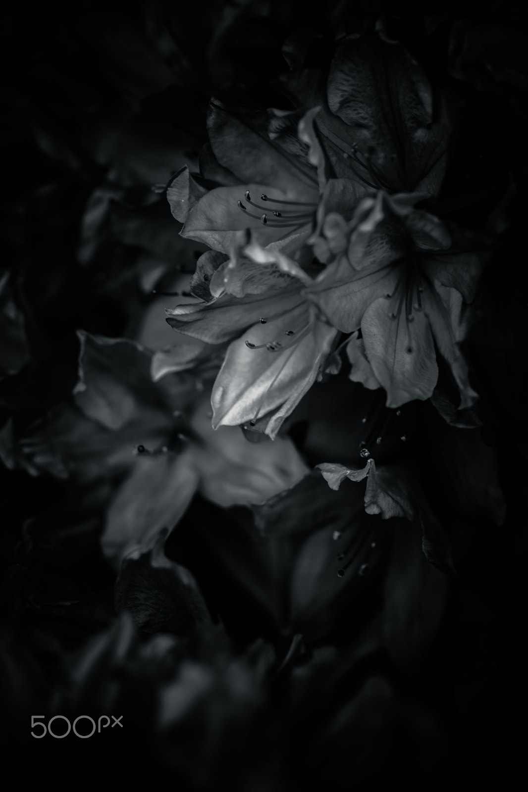 Sony a99 II + Sony 100mm F2.8 Macro sample photo. Fixation photography