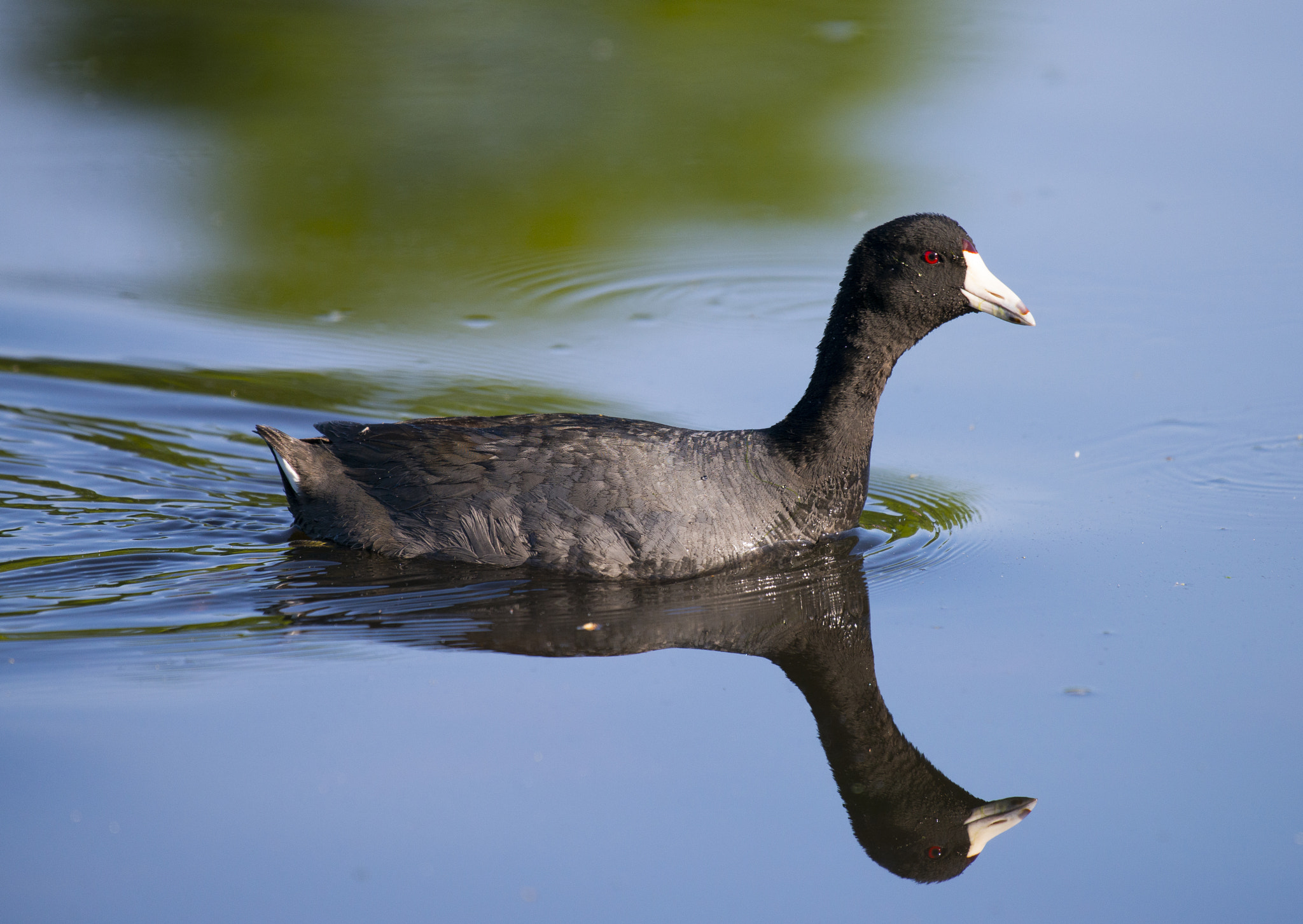 Nikon AF-S Nikkor 200-500mm F5.6E ED VR sample photo. American coot photography