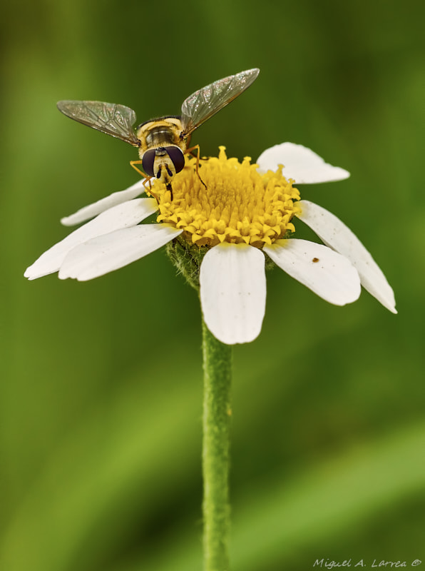 Sony ILCA-77M2 + 150mm F2.8 sample photo. Eupeodes luniger photography