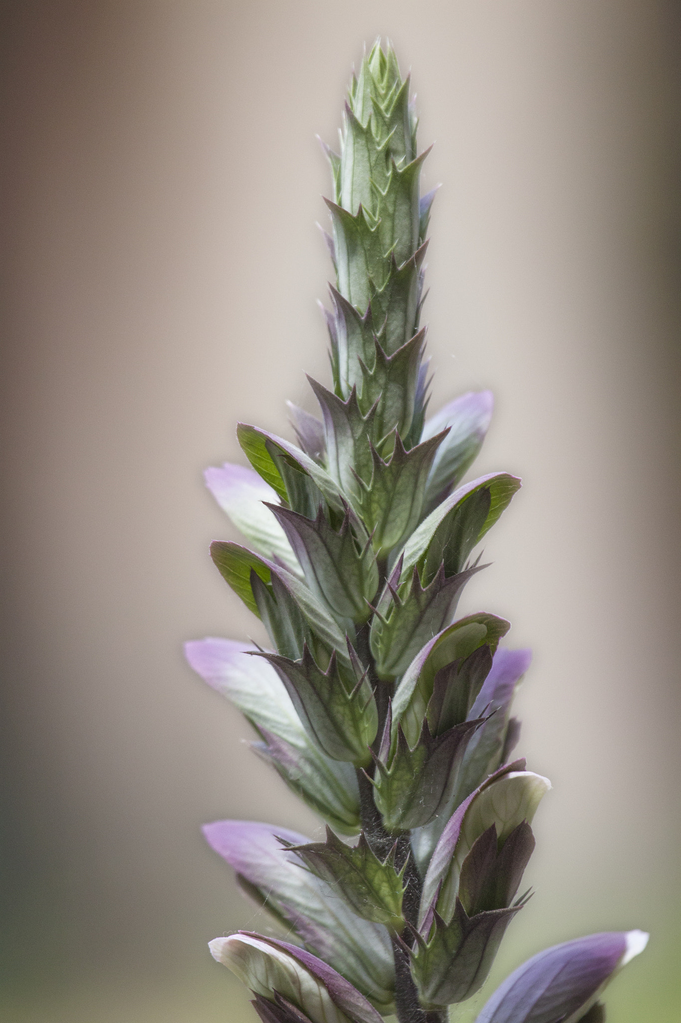 Canon EF 100-400mm F4.5-5.6L IS USM sample photo. Acanthus mollis photography