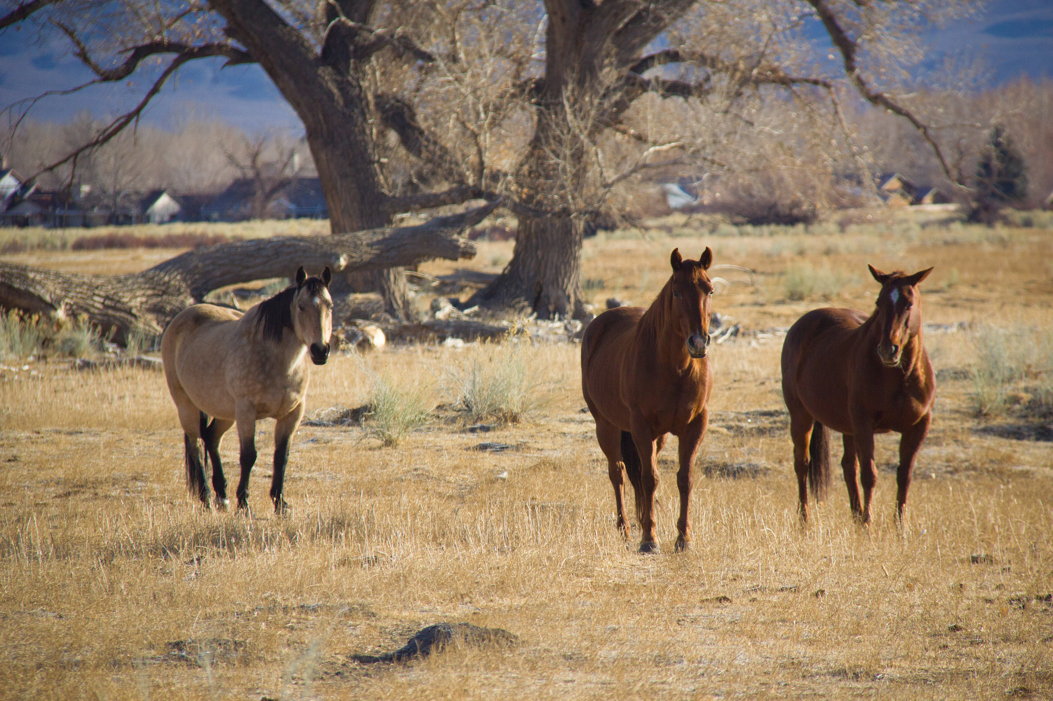 Canon EOS 550D (EOS Rebel T2i / EOS Kiss X4) + Canon EF-S 18-200mm F3.5-5.6 IS sample photo. Bishop, ca  horses photography