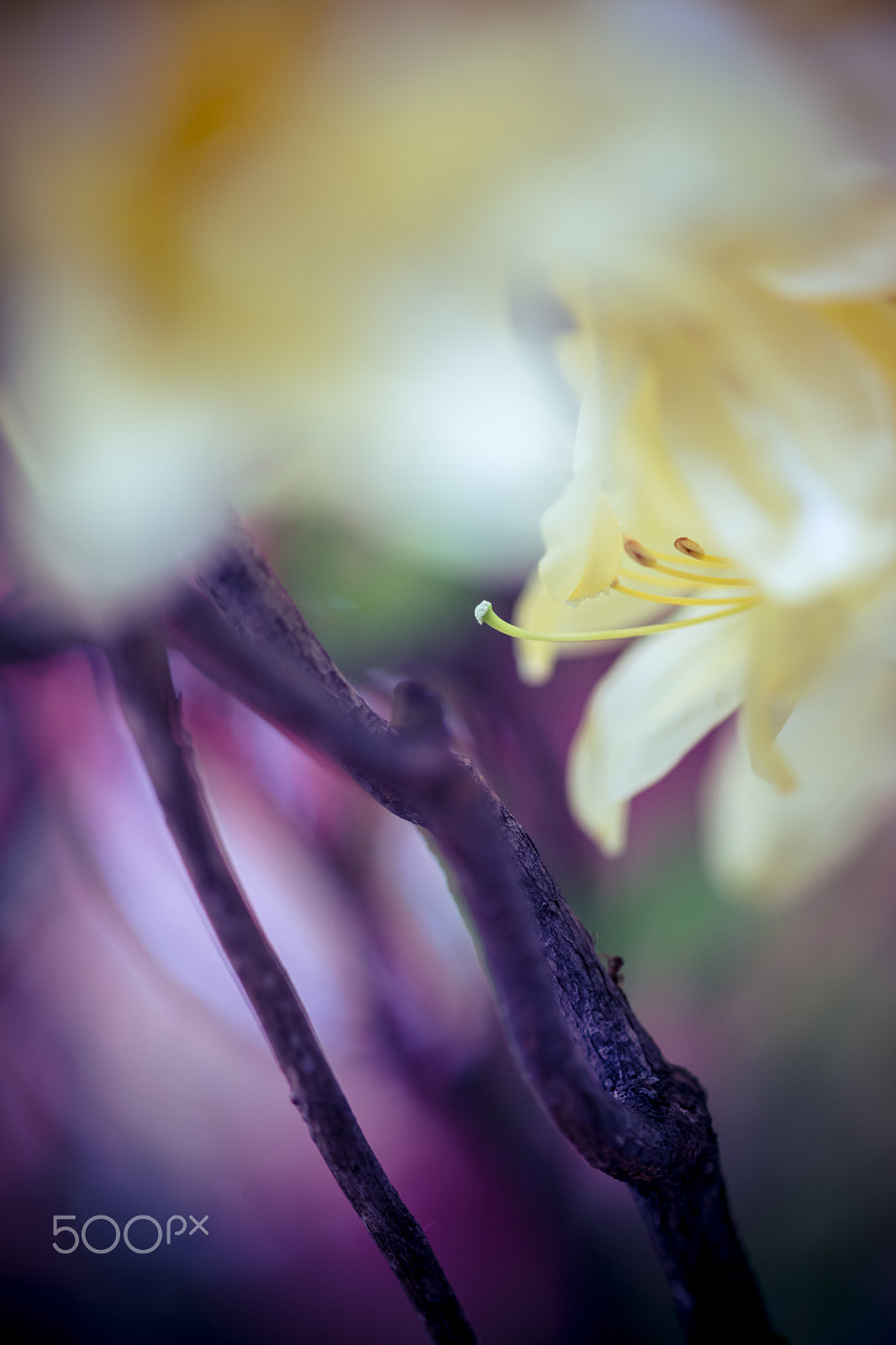 Sony a99 II + Sony 100mm F2.8 Macro sample photo. Enchant photography