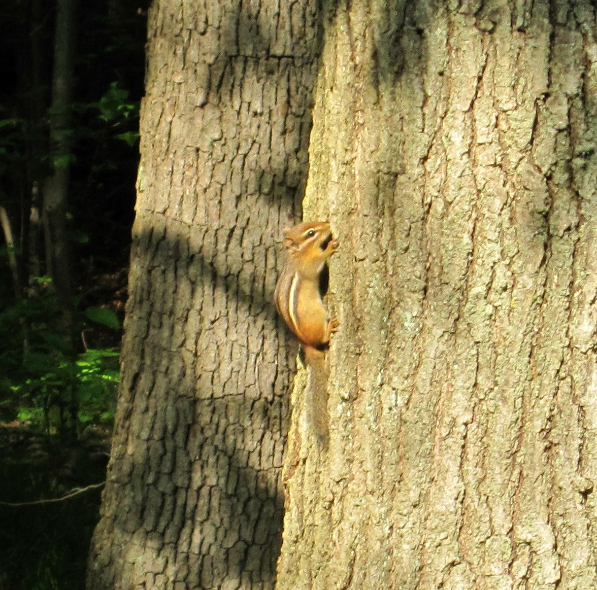Canon PowerShot SD780 IS (Digital IXUS 100 IS / IXY Digital 210 IS) sample photo. Chipmunk photography