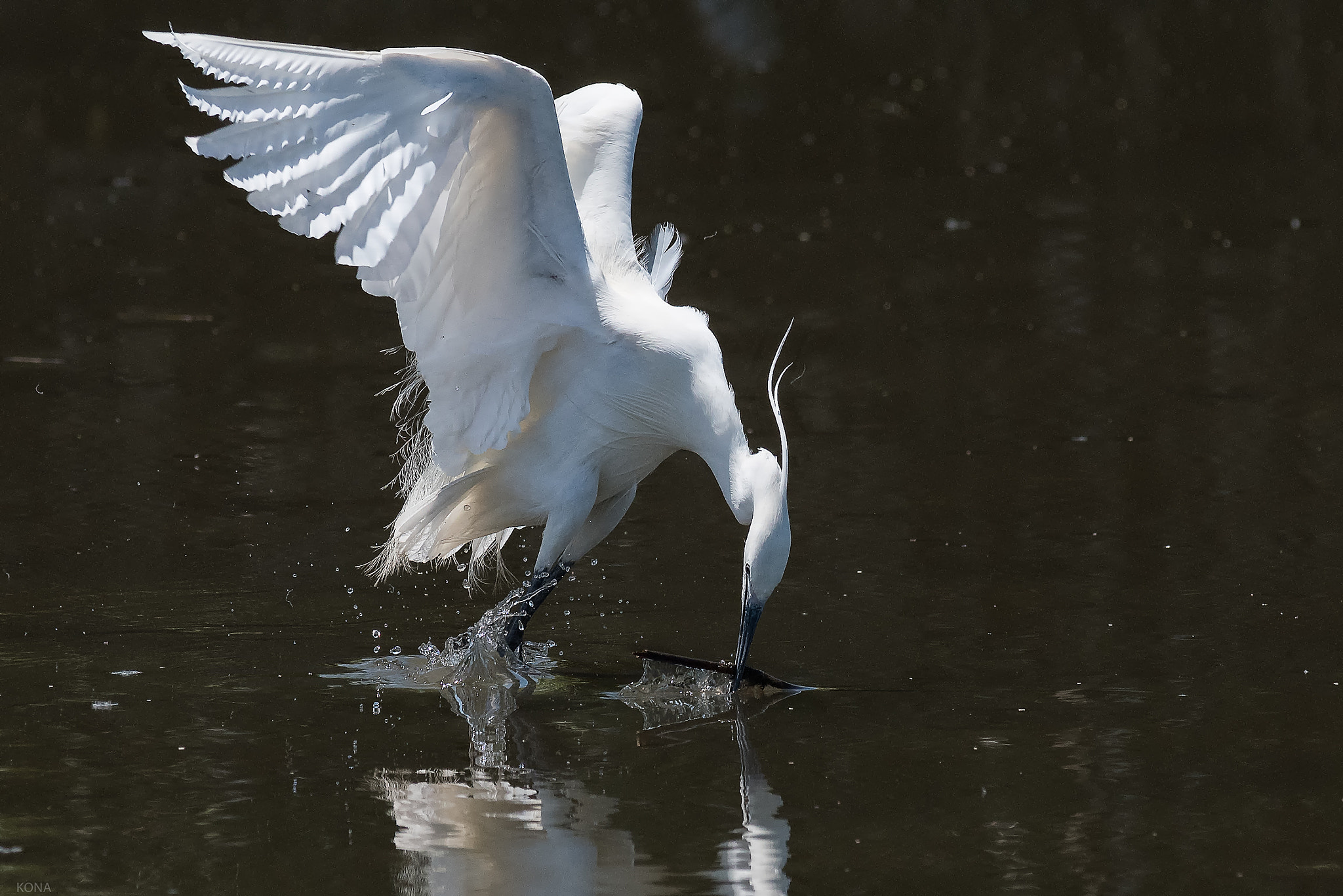 Nikon AF-S Nikkor 400mm F2.8G ED VR II sample photo. Sagi photography