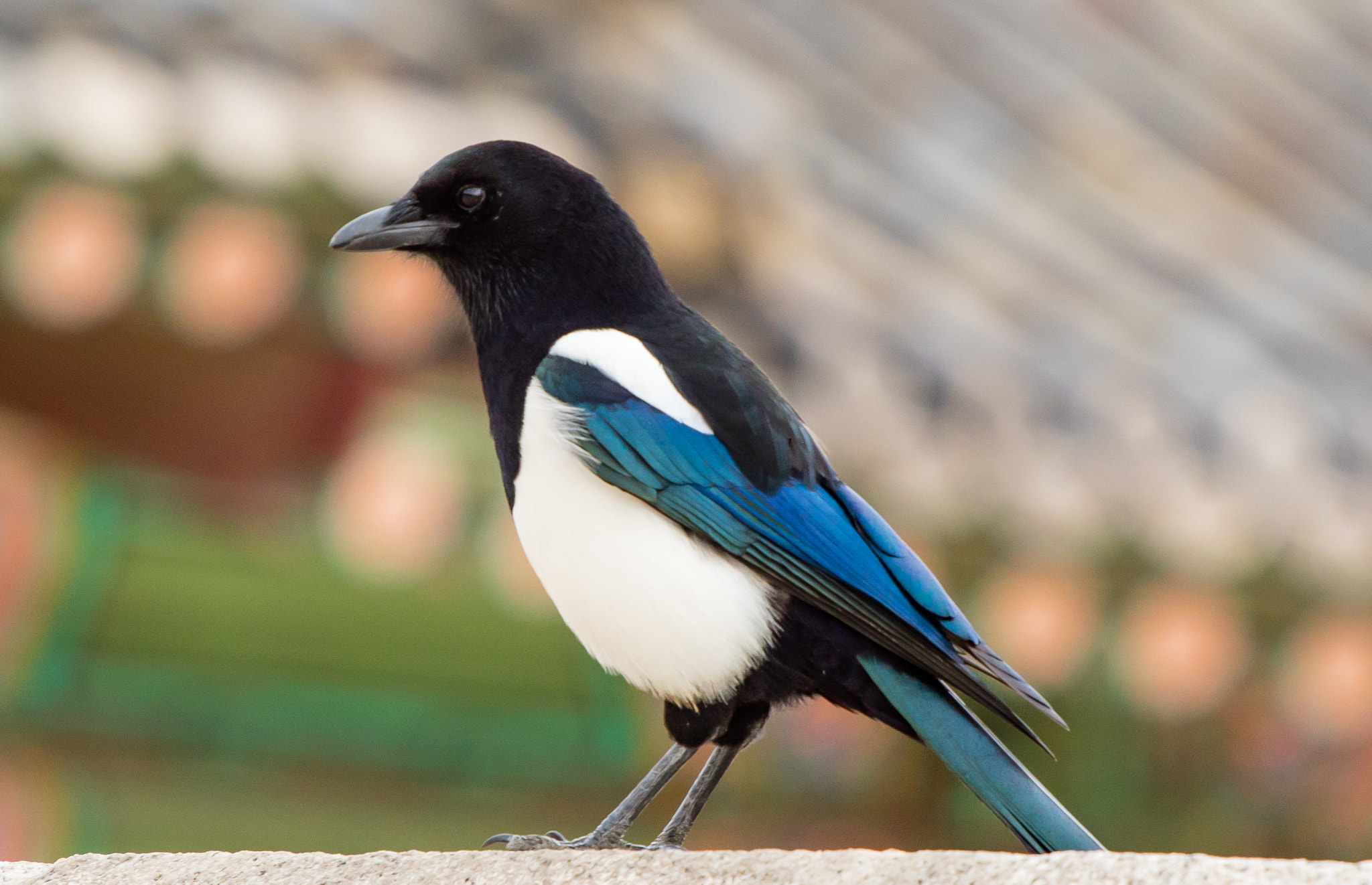 Canon EOS M3 + Canon EF 70-200mm F4L USM sample photo. Korean magpie in seoul. photography