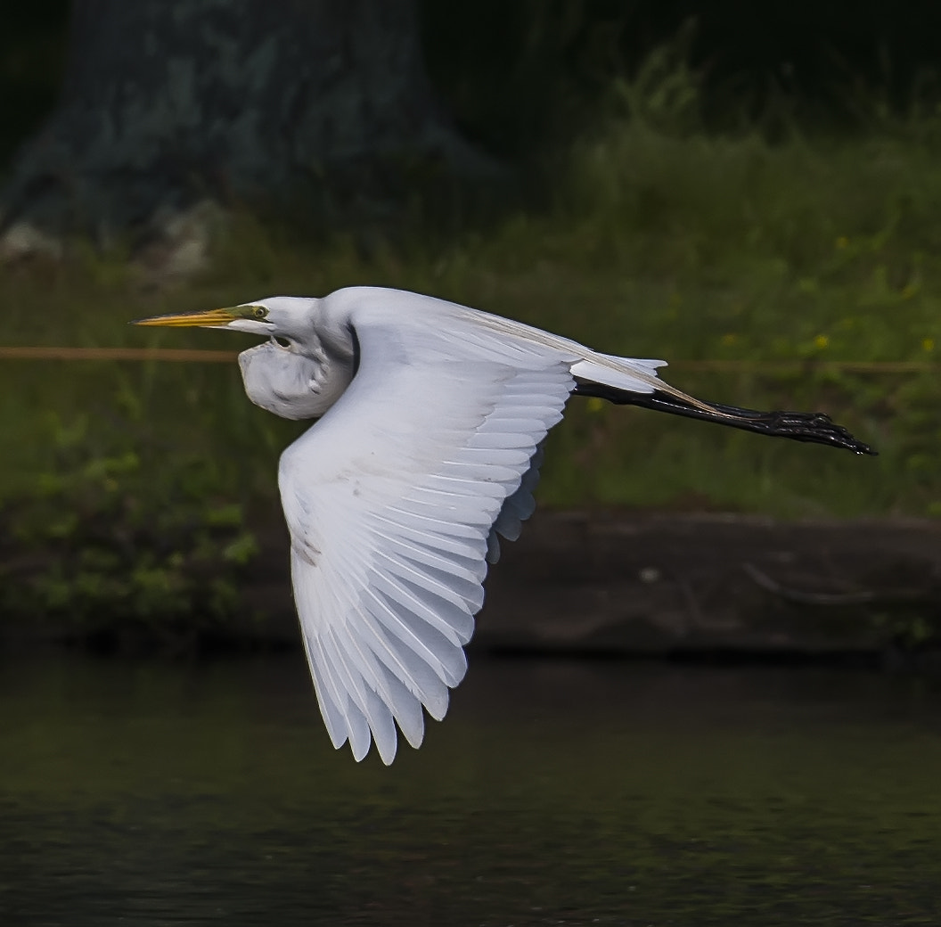 Nikon AF-S Nikkor 200-500mm F5.6E ED VR sample photo. Egret in flight photography