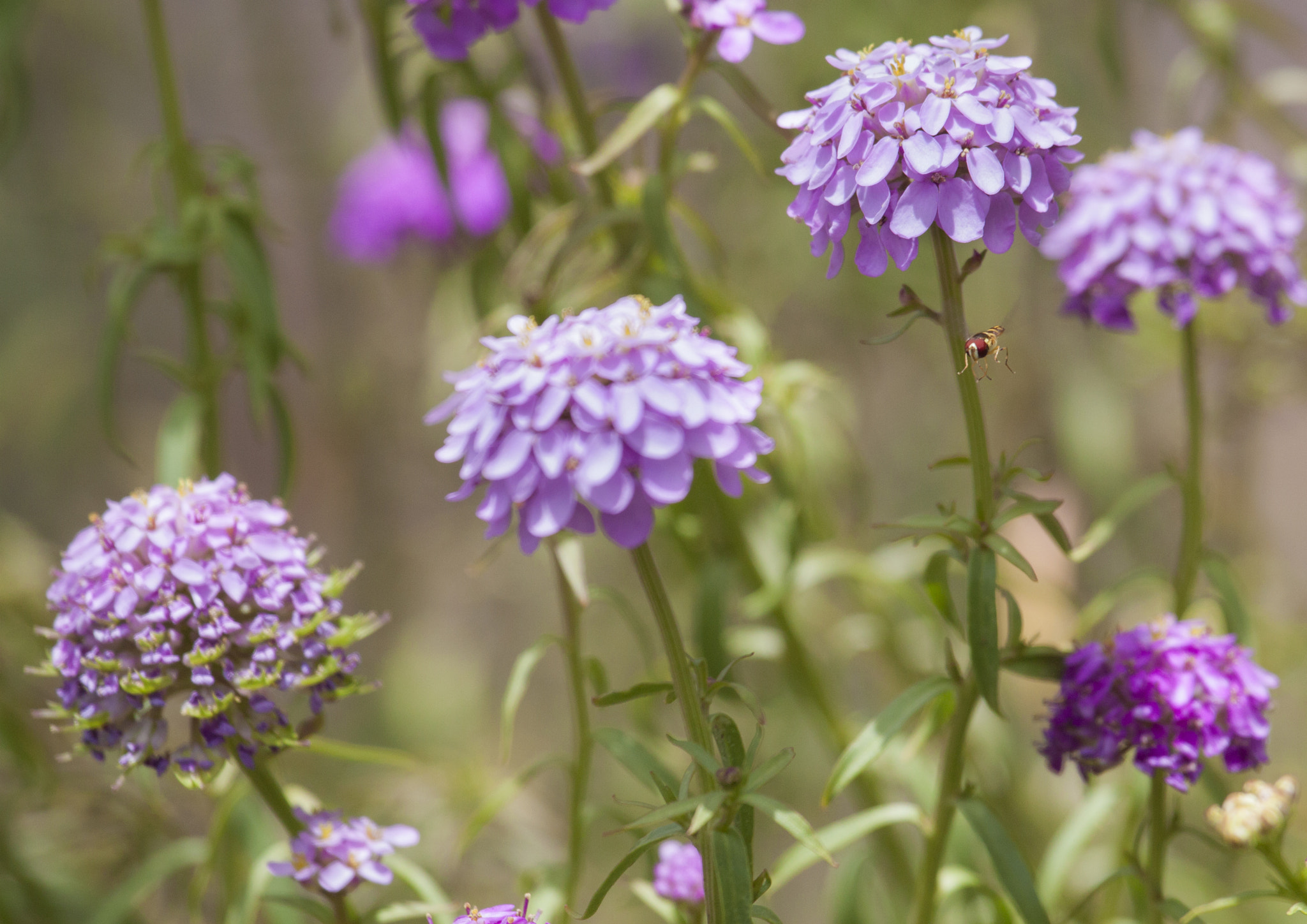 Canon EF 100-400mm F4.5-5.6L IS USM sample photo. Flower and fly photography
