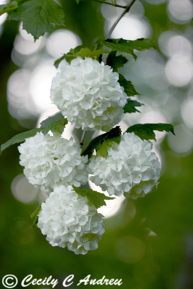 Canon EF 100mm F2.8 Macro USM sample photo. Snowball viburnum photography