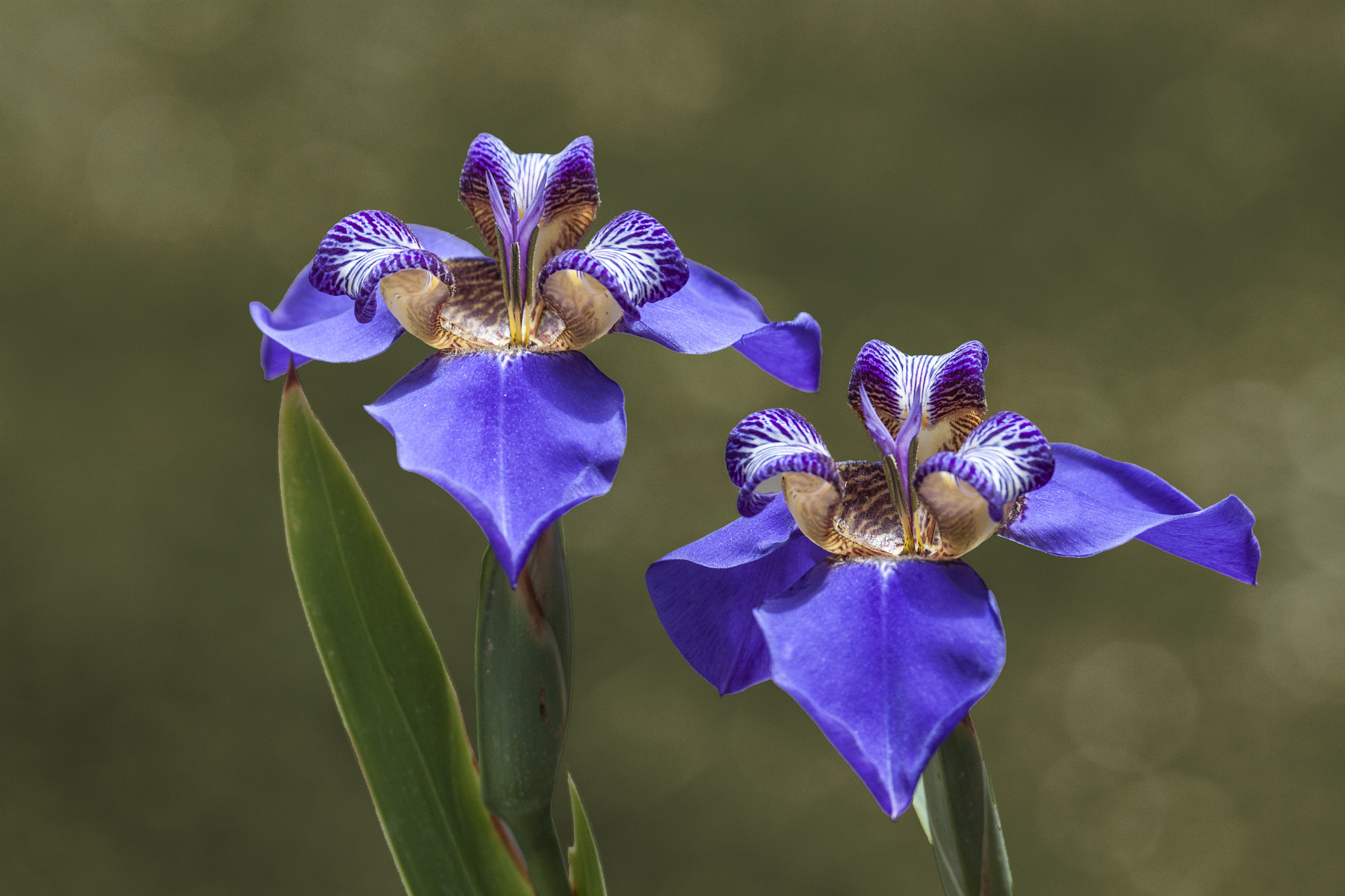 Canon EF 100-400mm F4.5-5.6L IS USM sample photo. Iris - neomarica caerulea photography