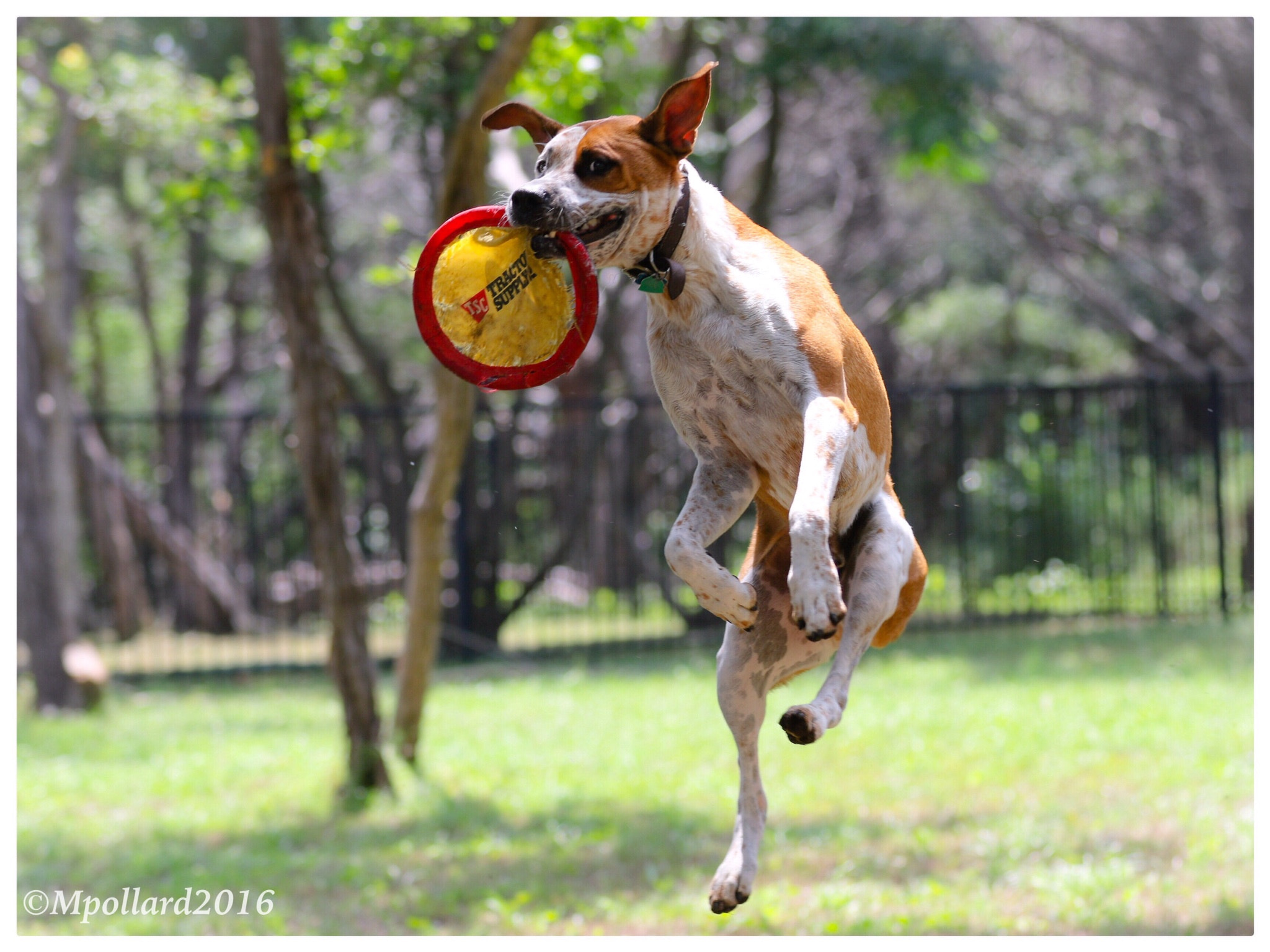 Canon EF 70-200mm F2.8L IS II USM sample photo. Flying high for frisbee! photography