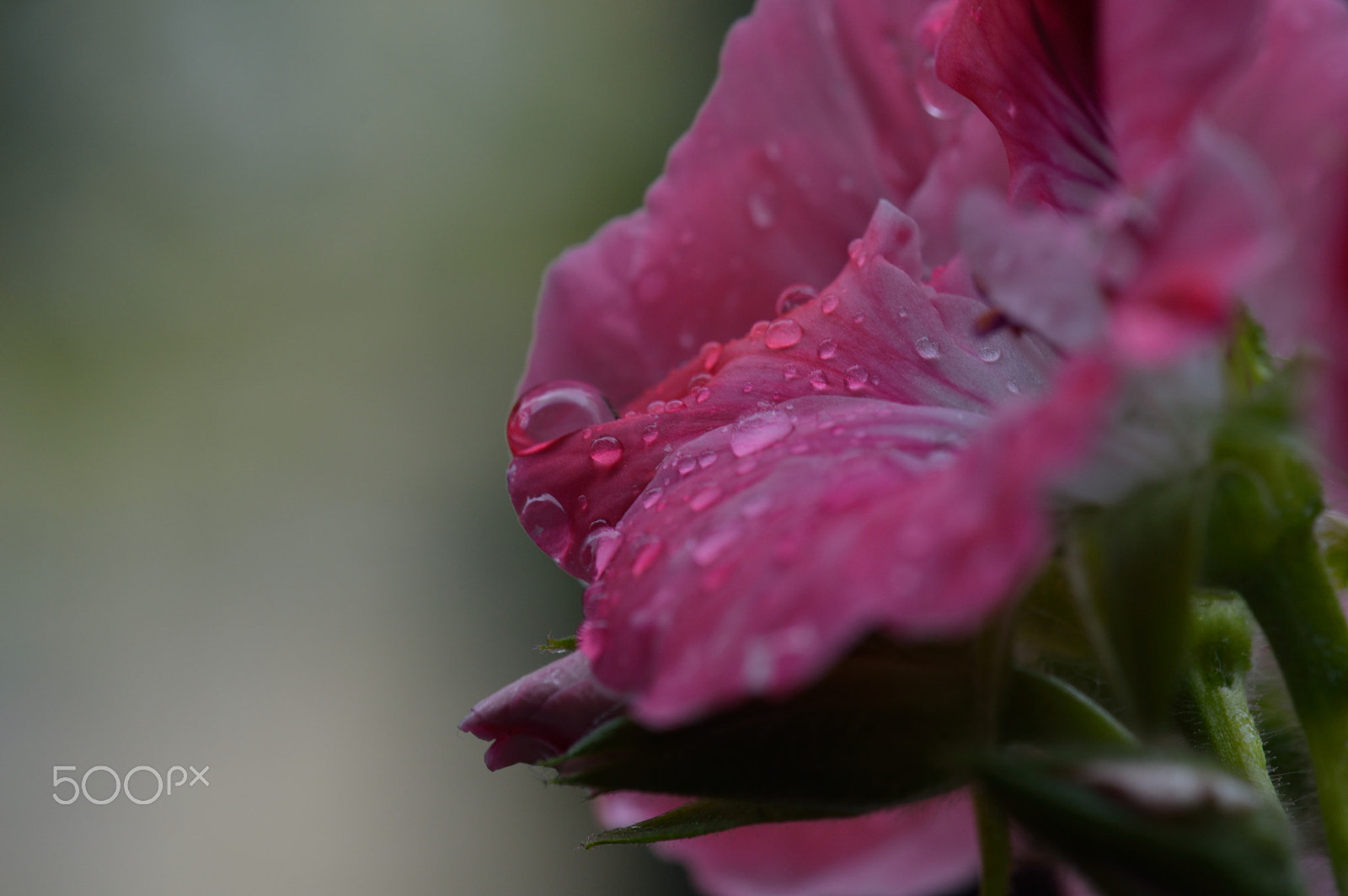 Nikon AF-S DX Micro-Nikkor 85mm F3.5G ED VR sample photo. Daily drops photography