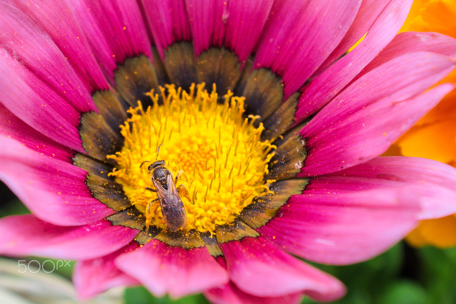 Nikon D40X sample photo. Flower #27 photography