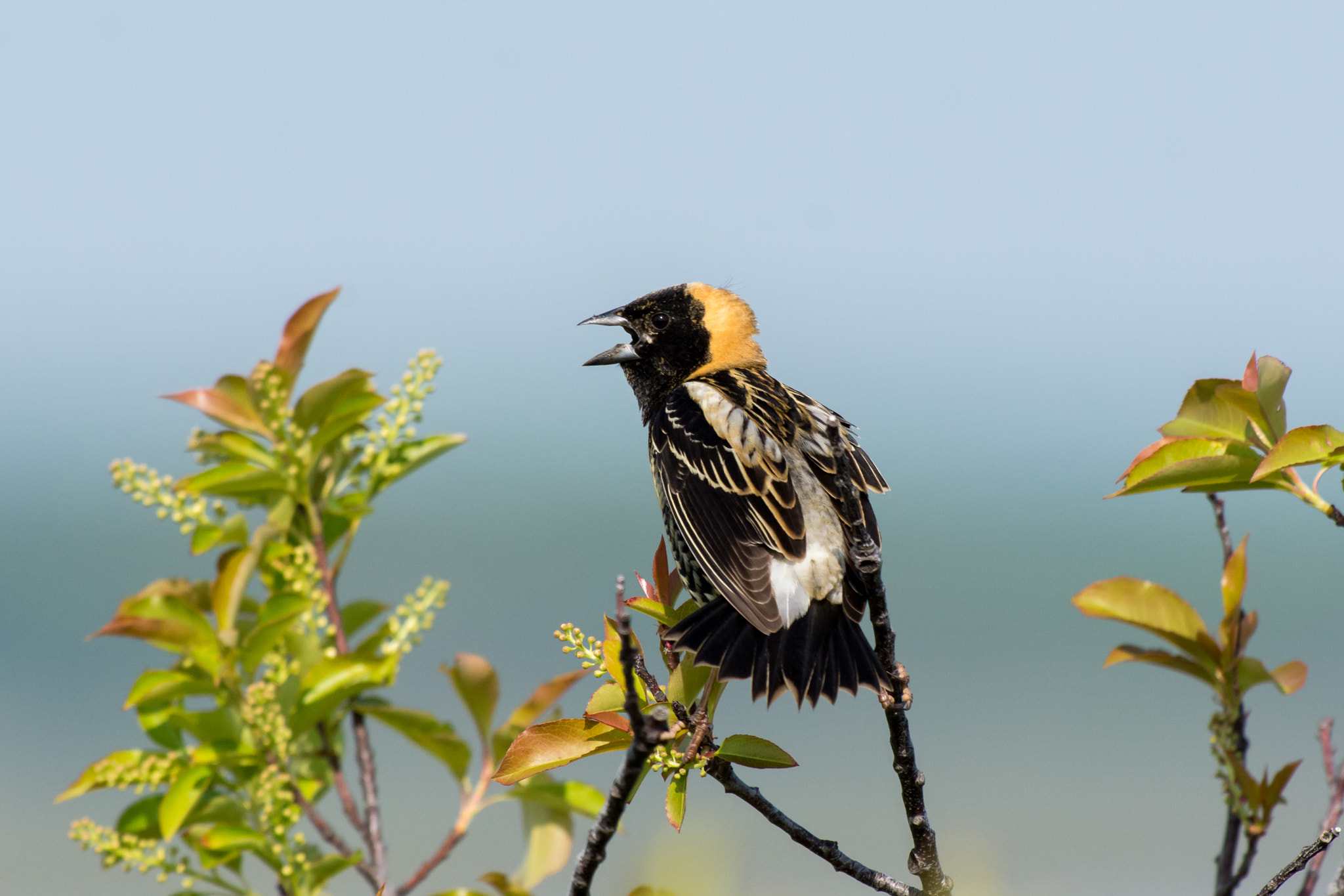 AF-S Nikkor 300mm f/2.8D IF-ED II sample photo. Serenade of spring...bobolink photography