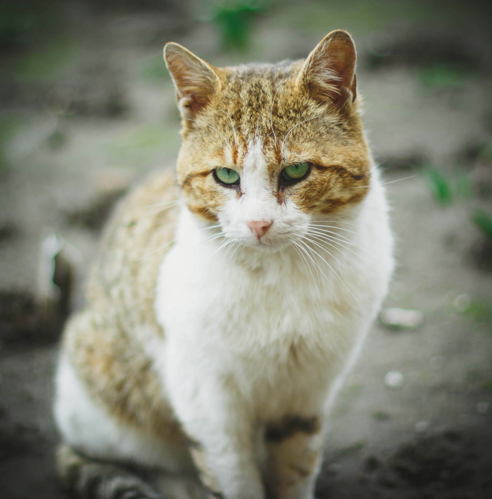 Canon EOS 700D (EOS Rebel T5i / EOS Kiss X7i) + Canon EF 50mm F1.4 USM sample photo. Cat photography