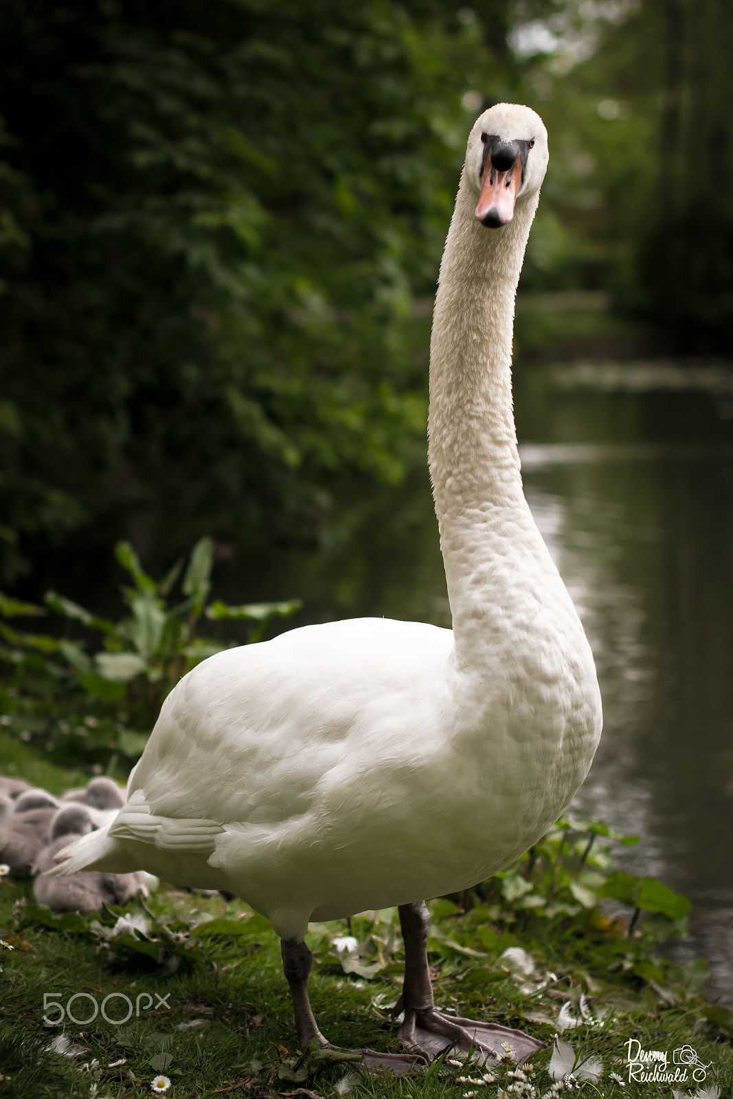 Nikon D5300 + Sigma 50mm F1.4 EX DG HSM sample photo. Swan photography