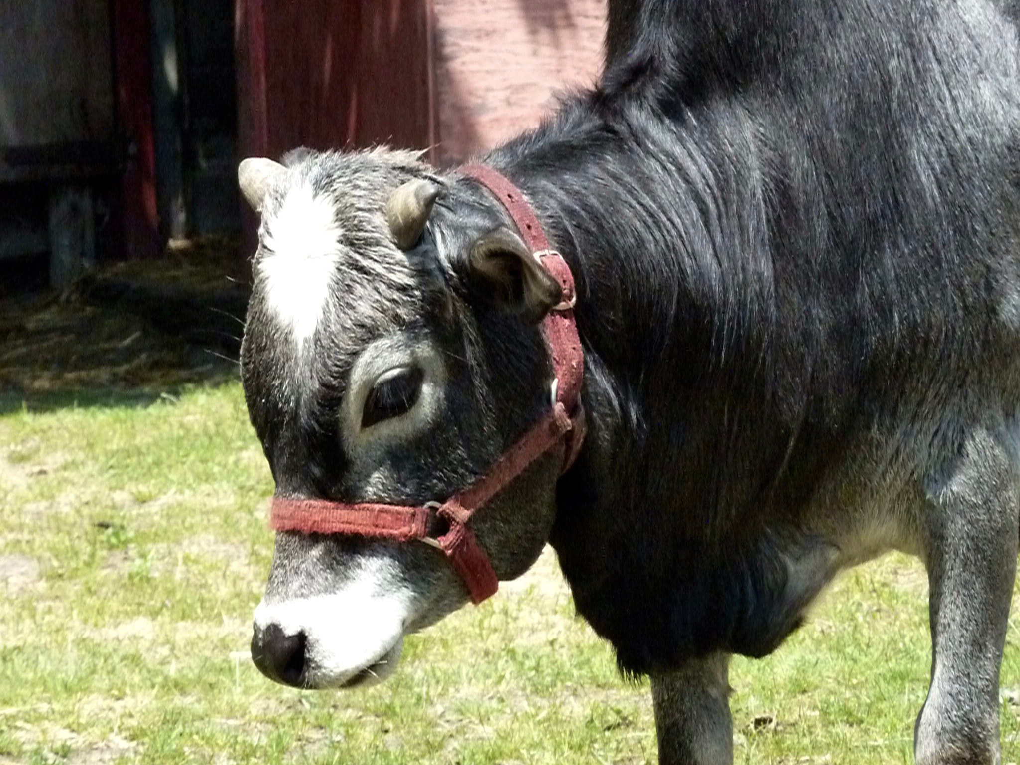 Panasonic DMC-ZS3 sample photo. Cows go moo photography