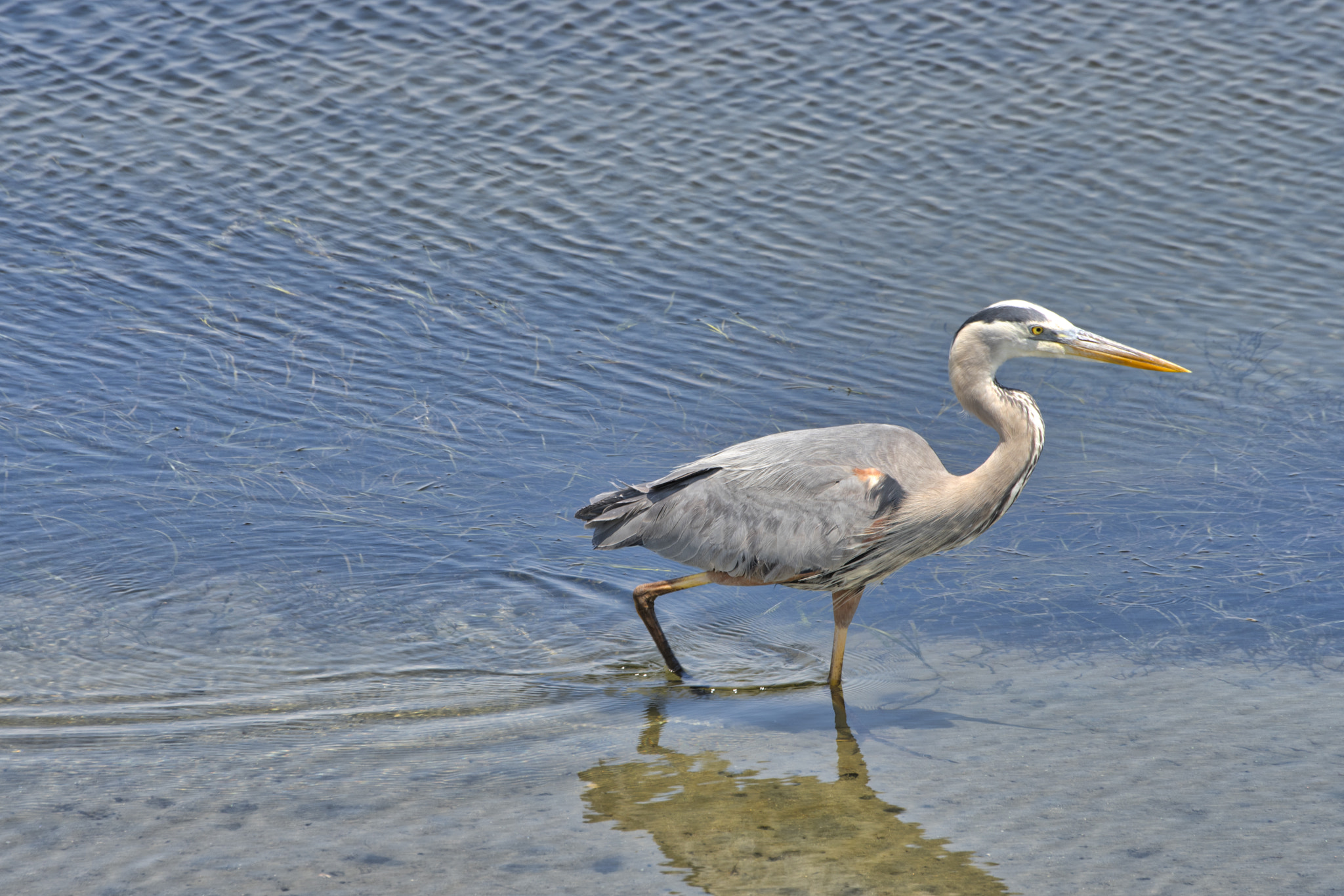 Nikon D500 sample photo. Great blue heron photography
