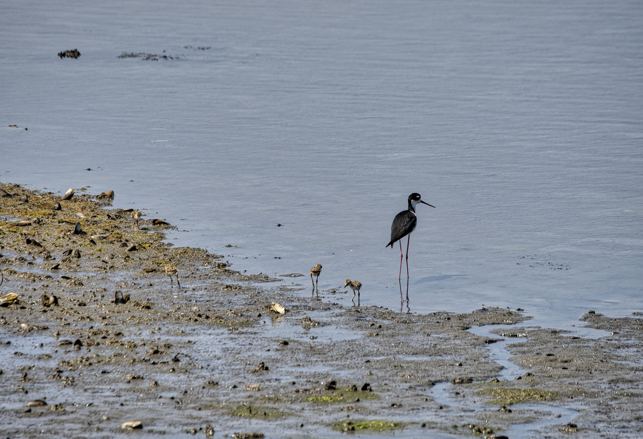 Nikon D500 sample photo. Black necked stilt photography