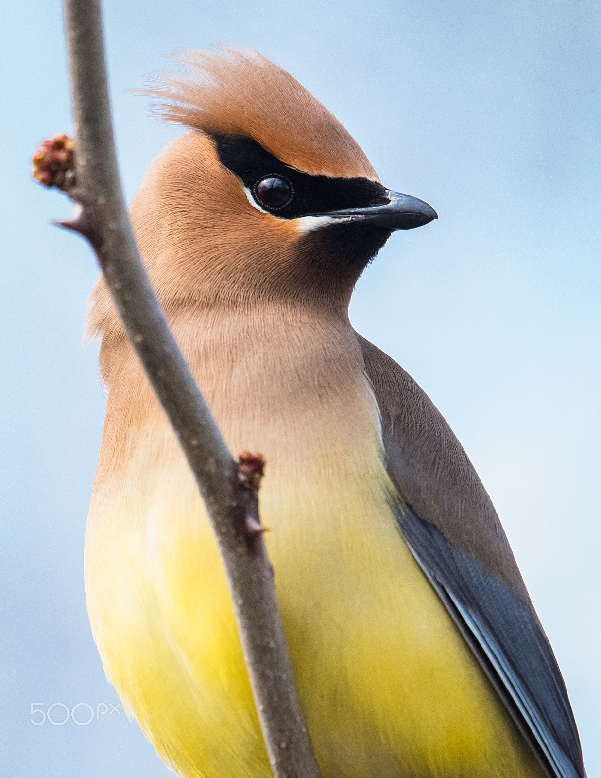 Nikon AF-S Nikkor 500mm F4E FL ED VR sample photo. Cedar waxwing photography