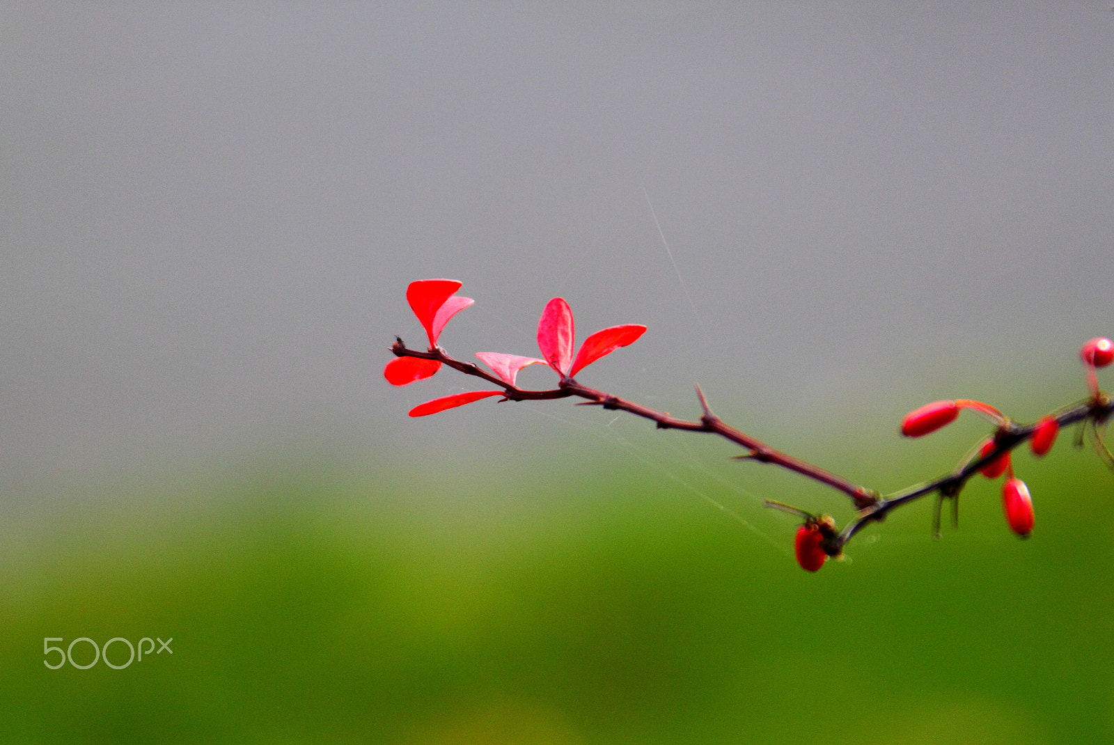 Canon EOS 500D (EOS Rebel T1i / EOS Kiss X3) sample photo. Sign of spring photography