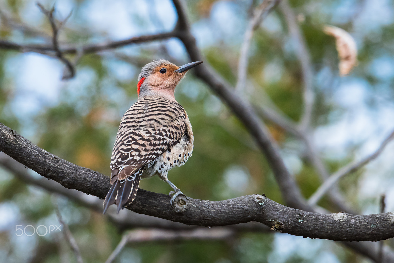 Nikon AF-S Nikkor 500mm F4E FL ED VR sample photo. Northern flicker photography