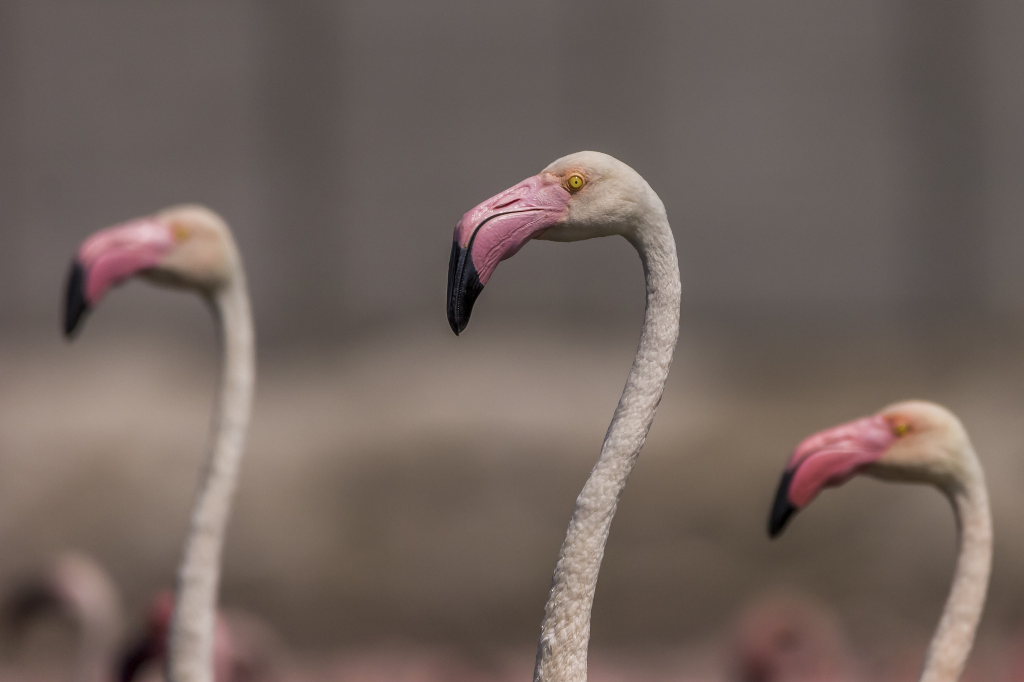 Sigma 150-600mm F5-6.3 DG OS HSM | C sample photo. Greater flamingo photography