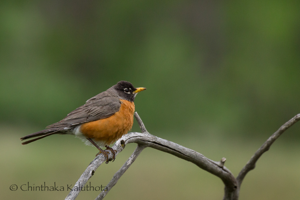 Canon EF 100-400mm F4.5-5.6L IS II USM sample photo. Rockin' robin photography