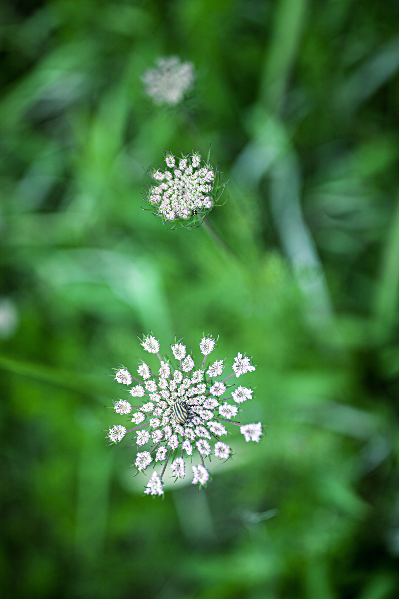 Canon EF 35mm F1.4L II USM sample photo. 夏至 未至 photography