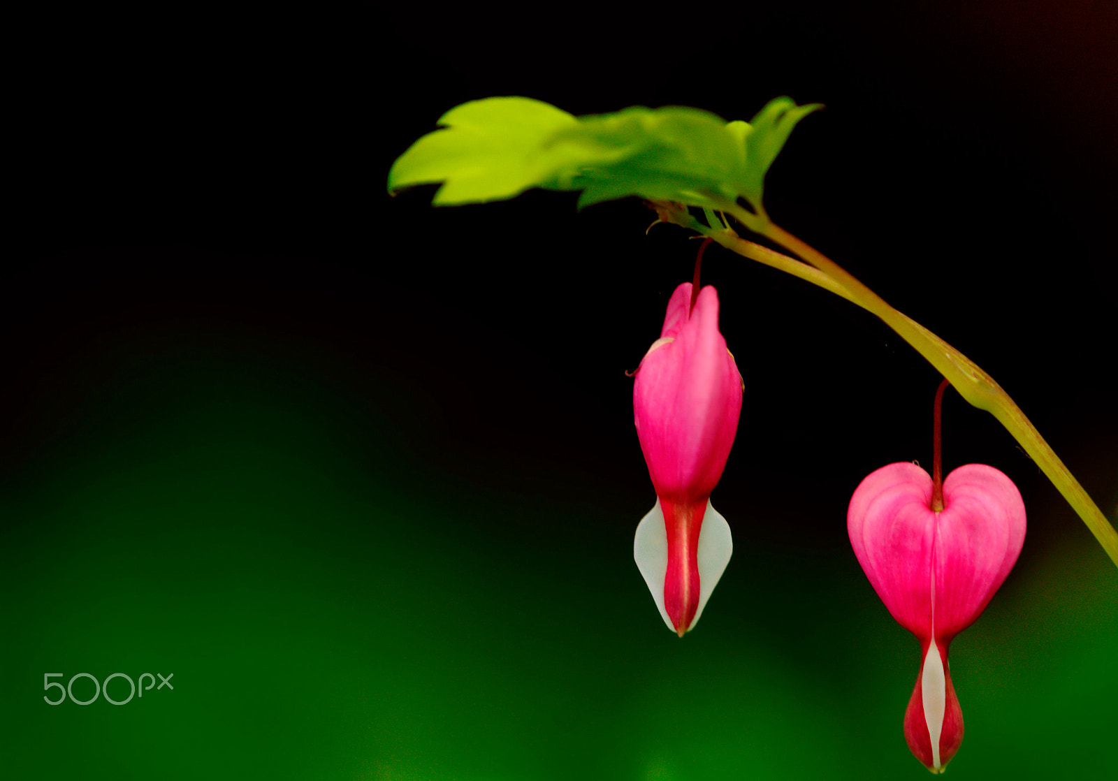 Tamron SP AF 180mm F3.5 Di LD (IF) Macro sample photo. Hanging hearts photography