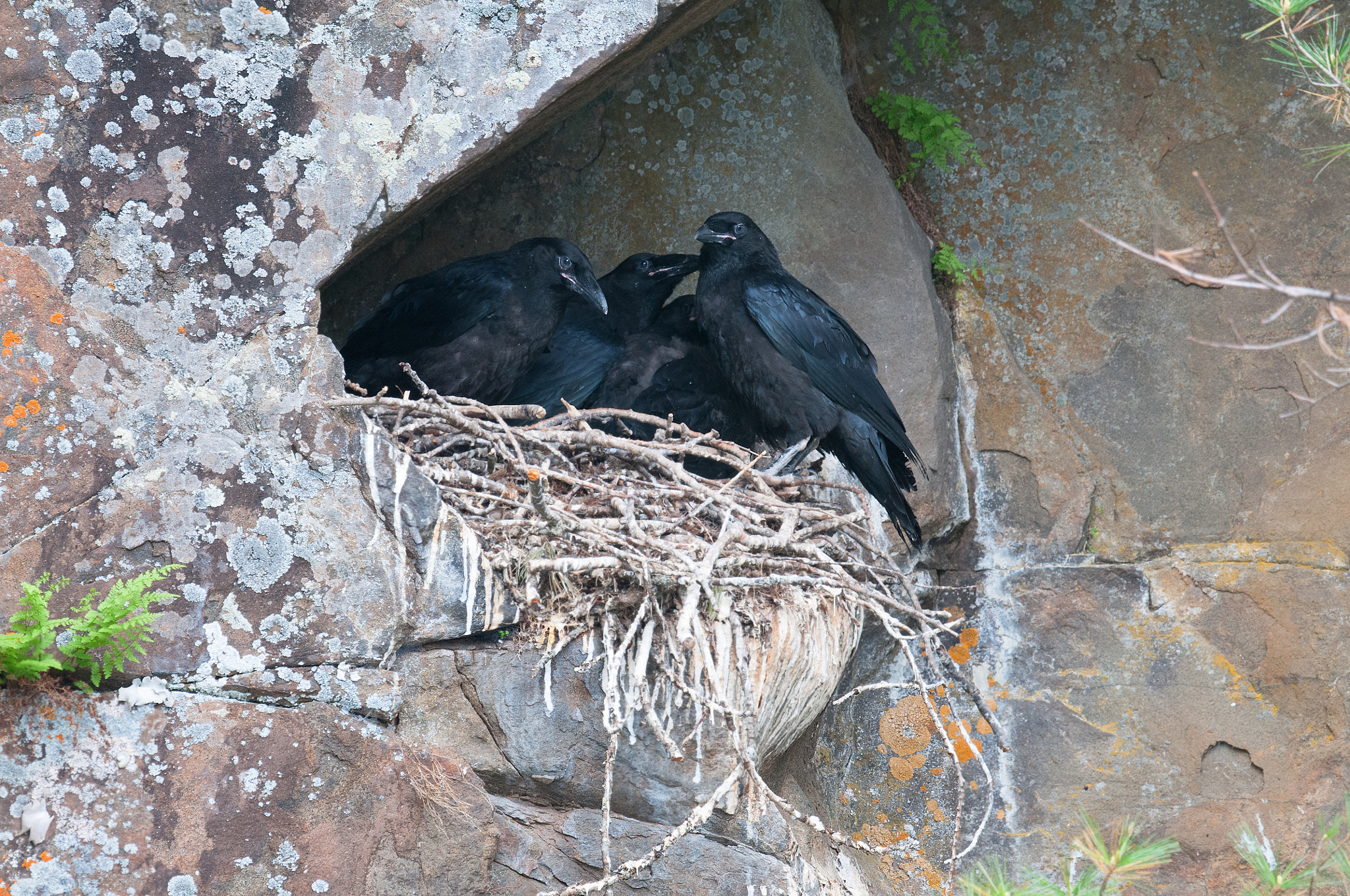 Nikon AF-S Nikkor 800mm F5.6E FL ED VR sample photo. Grand corbeau, corvus corax, common raven photography