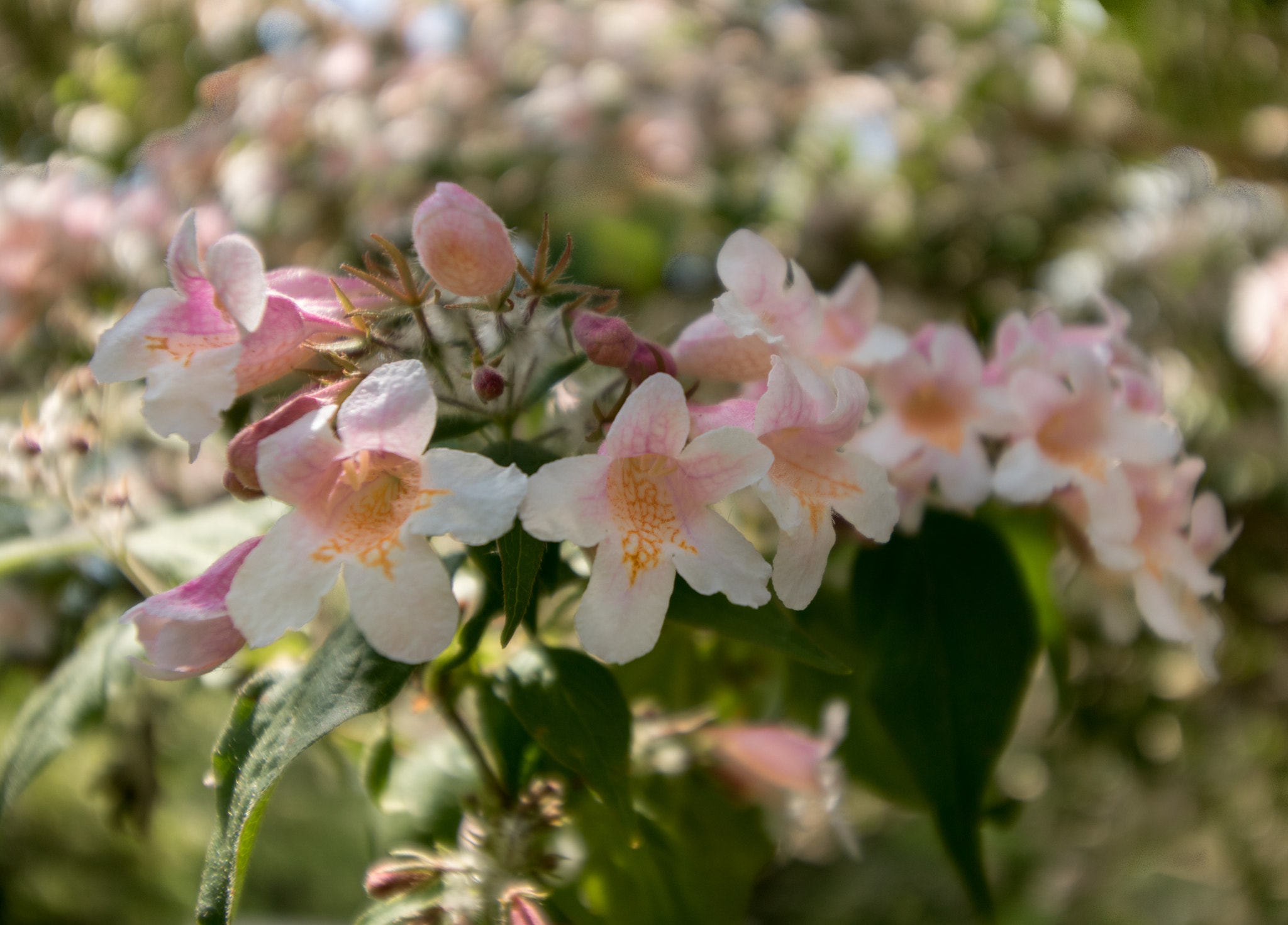 Canon EF-S 10-18mm F4.5–5.6 IS STM sample photo. Flowers photography