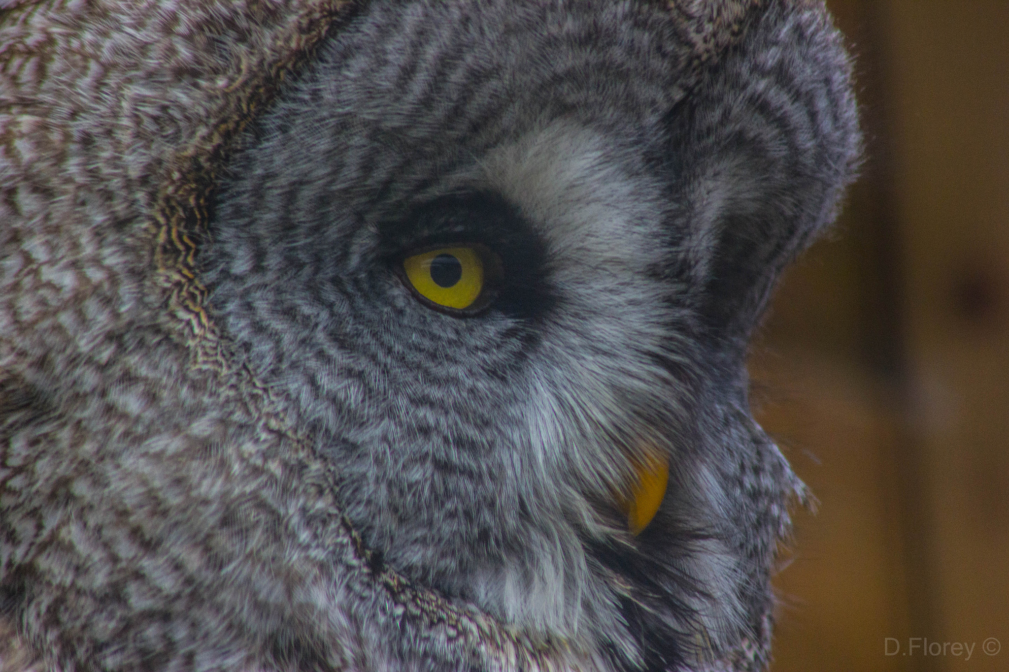 Canon EF 75-300mm F4.0-5.6 IS USM sample photo. Owl photography
