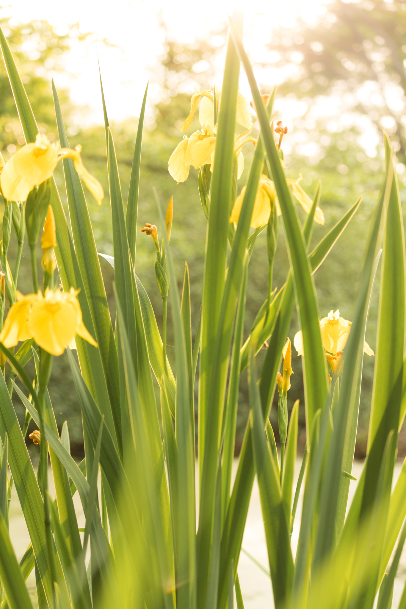 Canon EOS 760D (EOS Rebel T6s / EOS 8000D) sample photo. Yellowirises photography