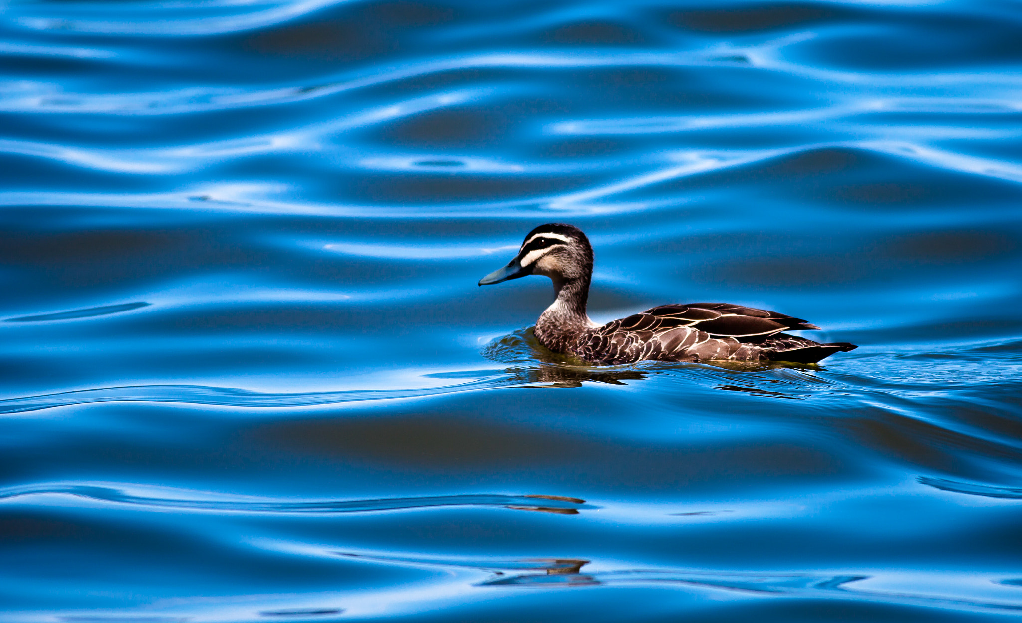 Canon EOS 5D Mark II + Canon EF 400mm F5.6L USM sample photo. Lake mulwala duck photography