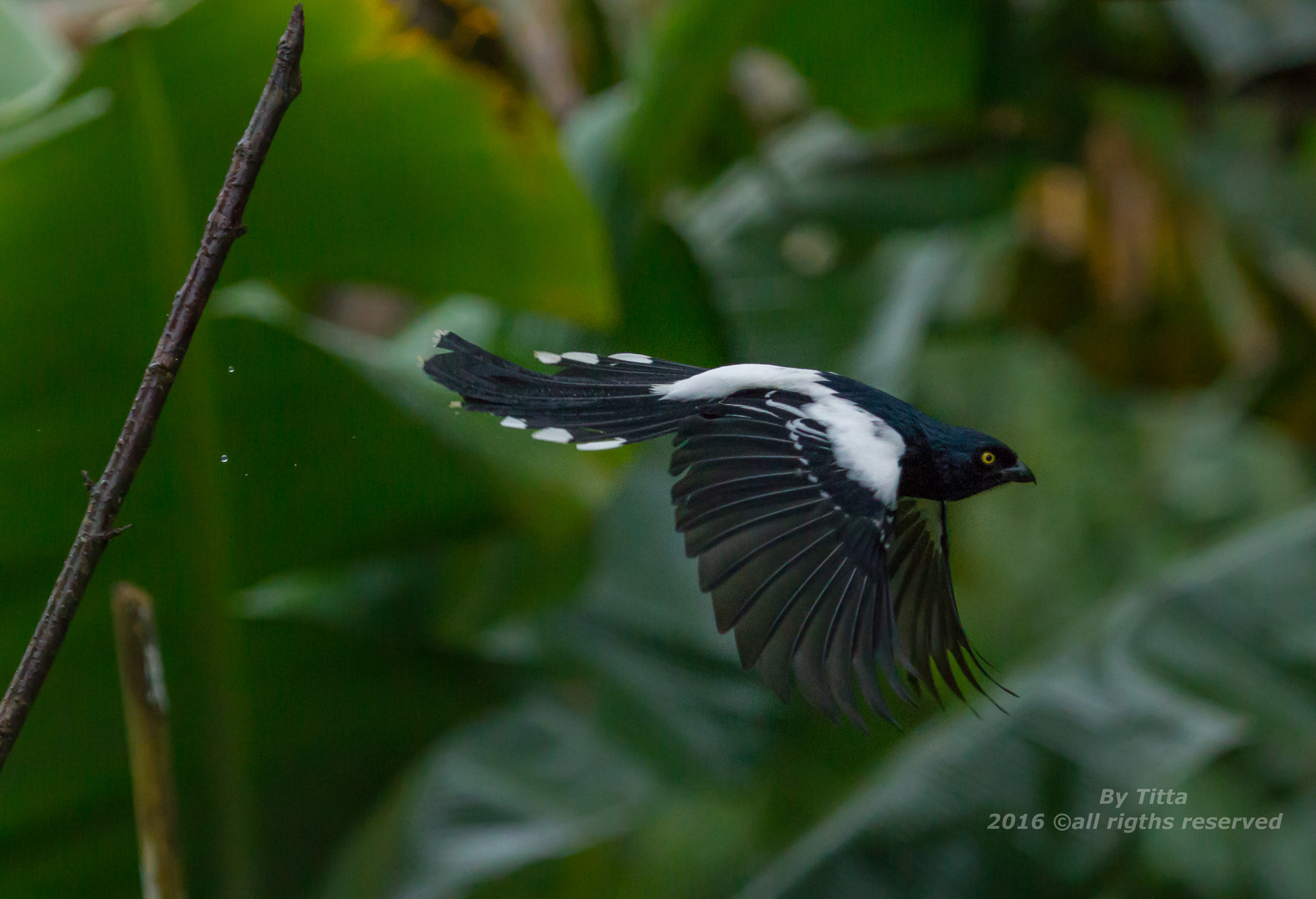 Canon EF 100-400mm F4.5-5.6L IS USM sample photo. Tietinga photography