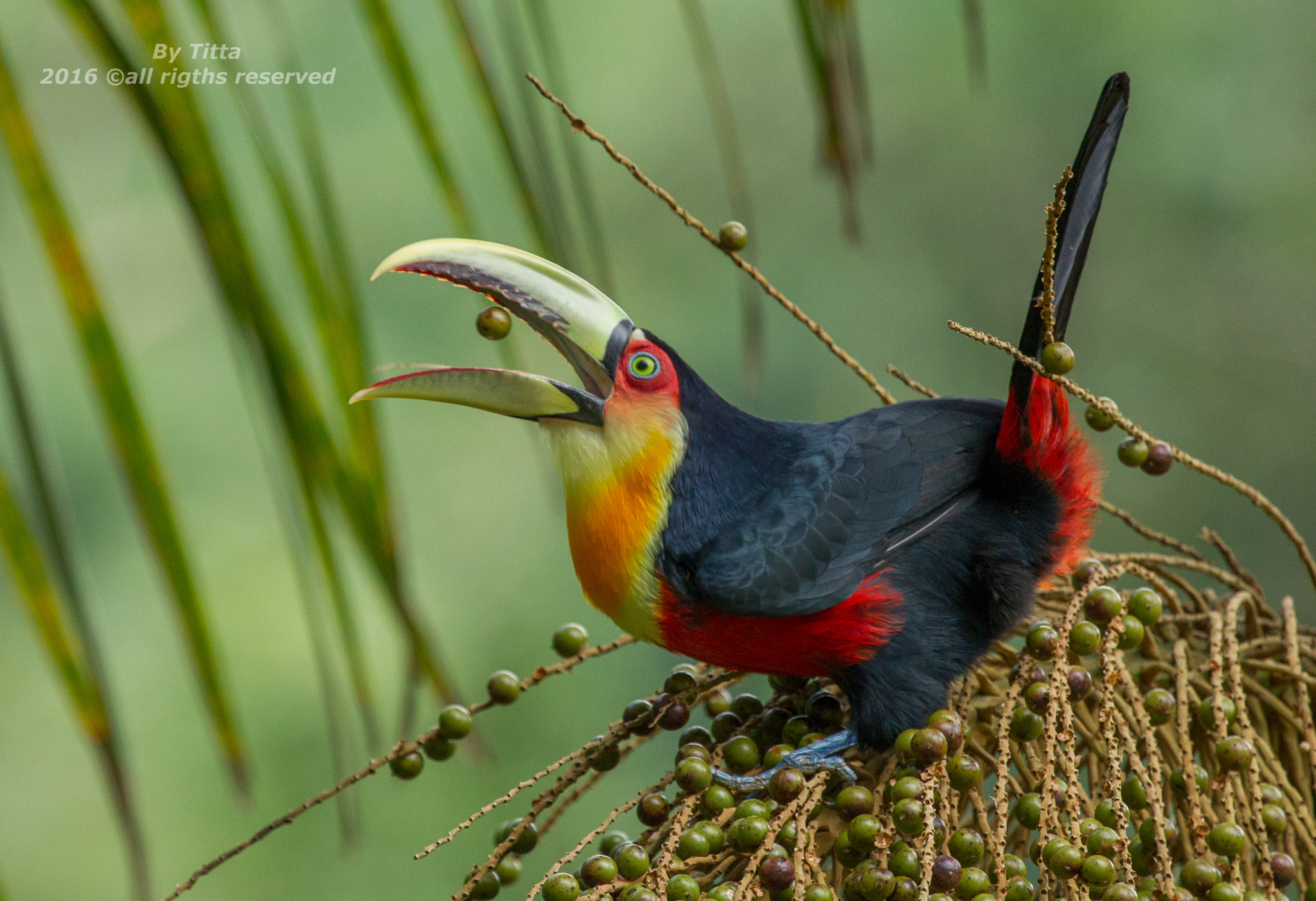 Canon EF 100-400mm F4.5-5.6L IS USM sample photo. Tucano de bico verde photography