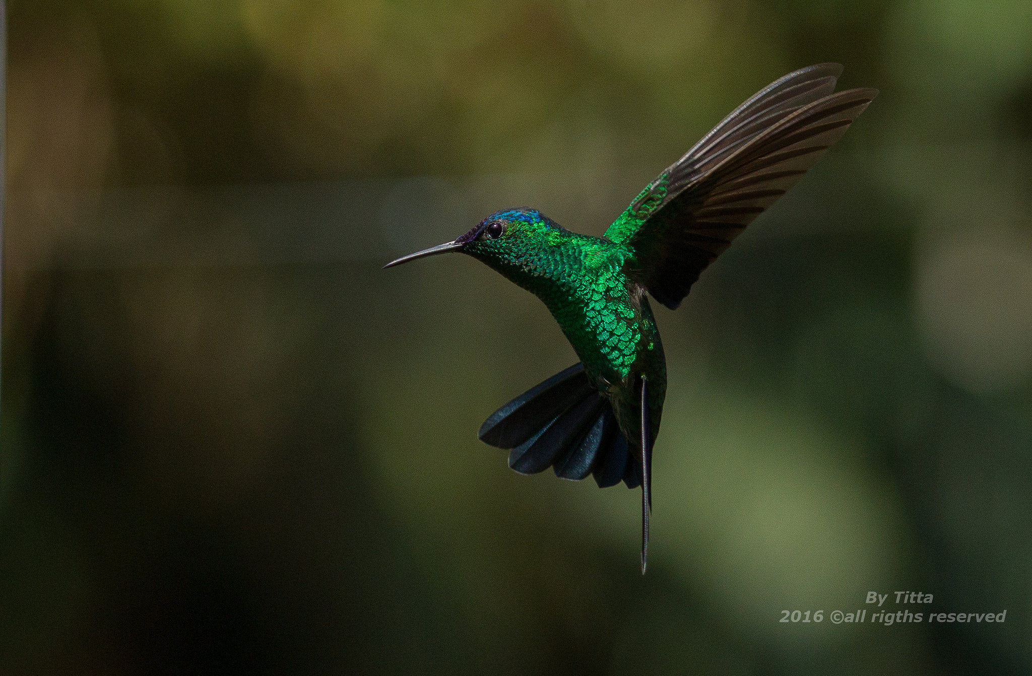 Canon EF 100-400mm F4.5-5.6L IS USM sample photo. Beija flor de  fronte violeta photography