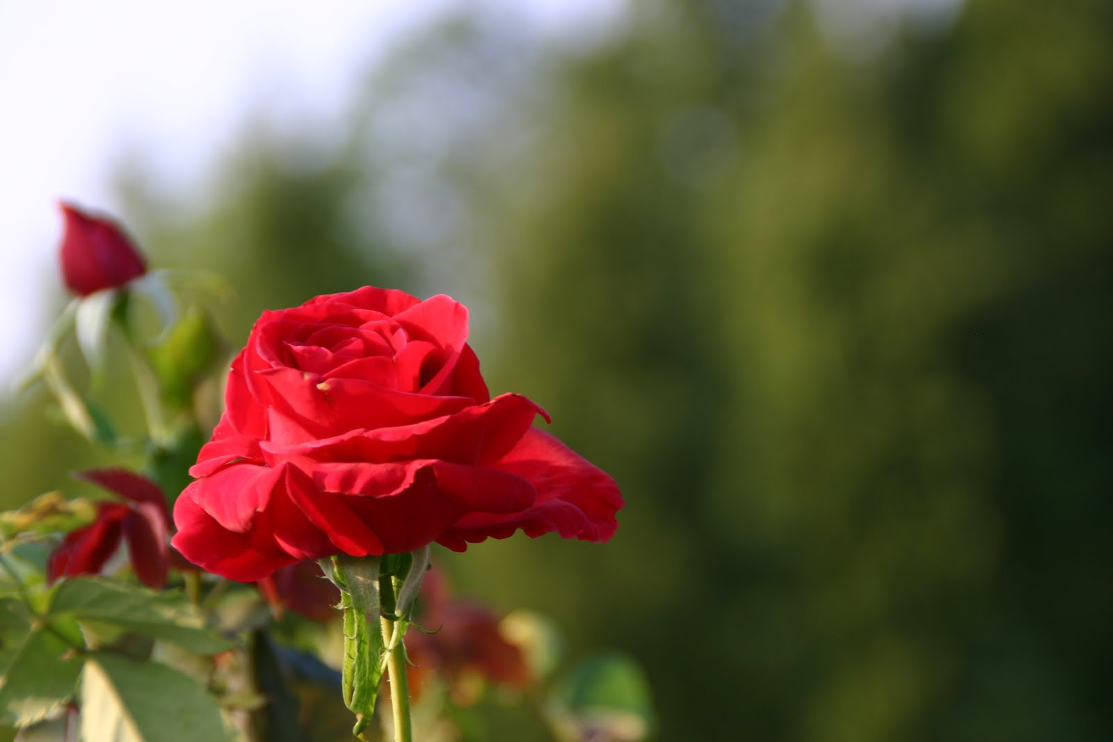 Canon EOS 300D (EOS Digital Rebel / EOS Kiss Digital) sample photo. Red rose photography