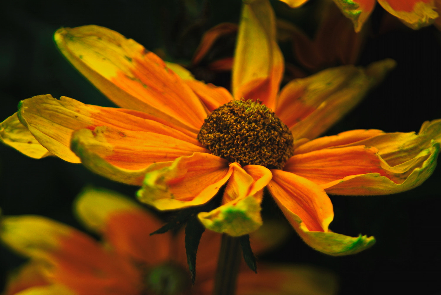 Nikon D200 + AF Zoom-Nikkor 70-300mm f/4-5.6D ED sample photo. New born flower photography