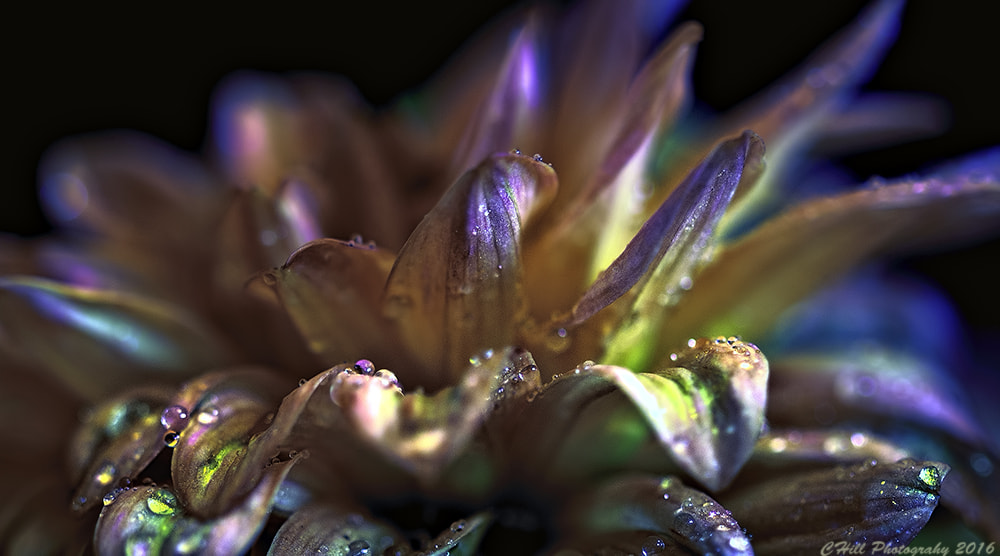 Canon EF 100mm F2.8 Macro USM sample photo. Like a rainbow photography