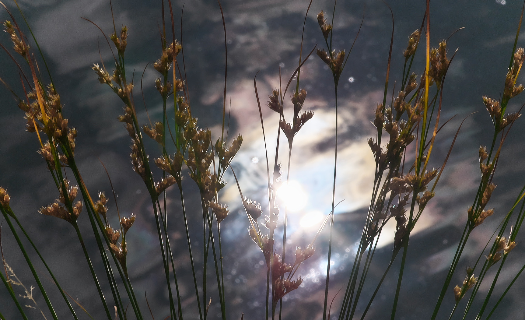 Pentax smc D-FA 100mm F2.8 Macro WR sample photo. Reflection photography