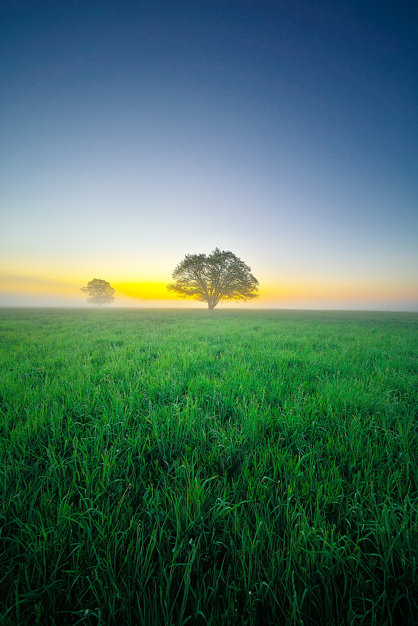 Sony a7S sample photo. Splendor in the grass photography