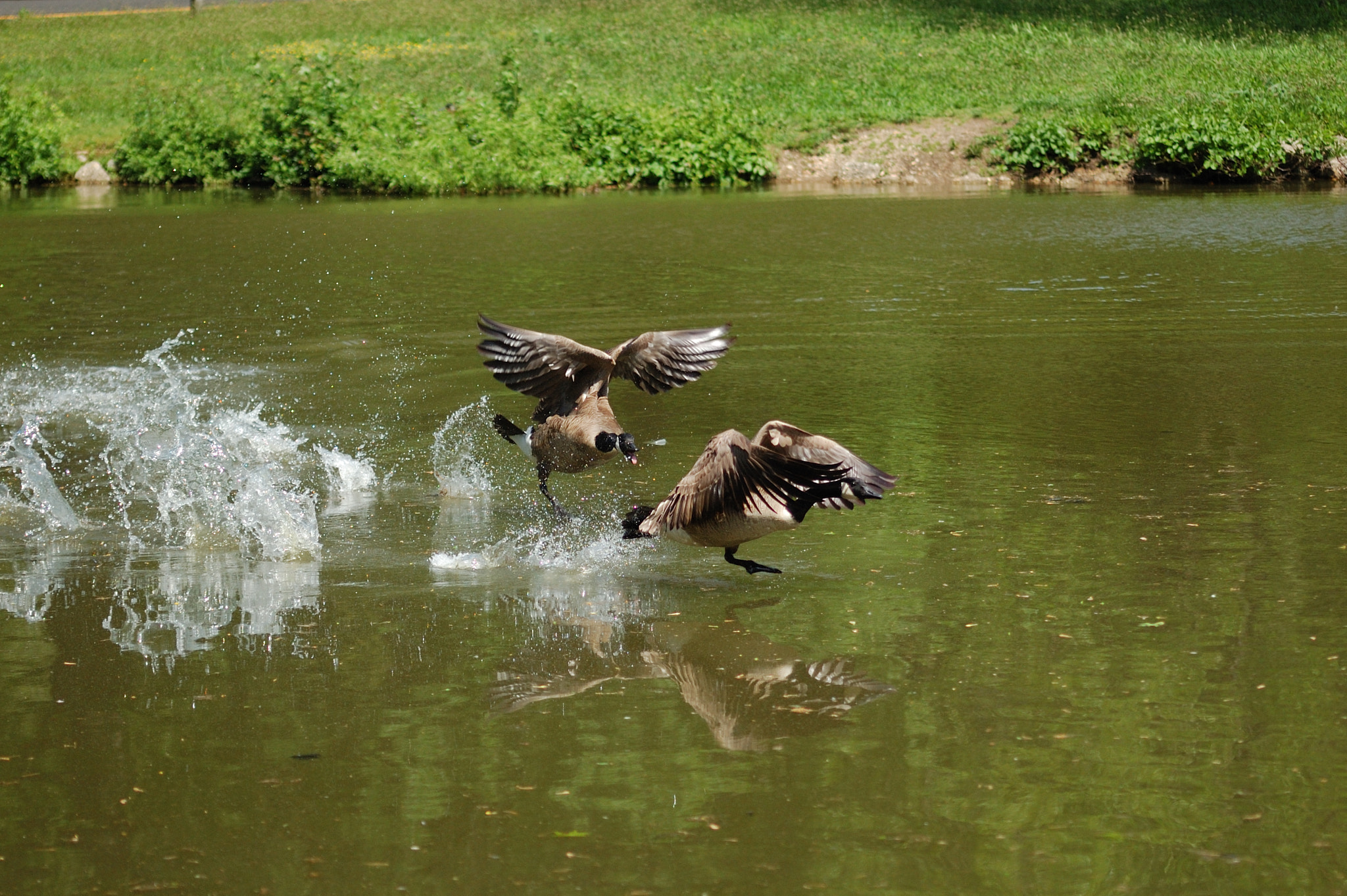 Sigma 70-300mm F4-5.6 APO Macro Super II sample photo. Fighting geese photography